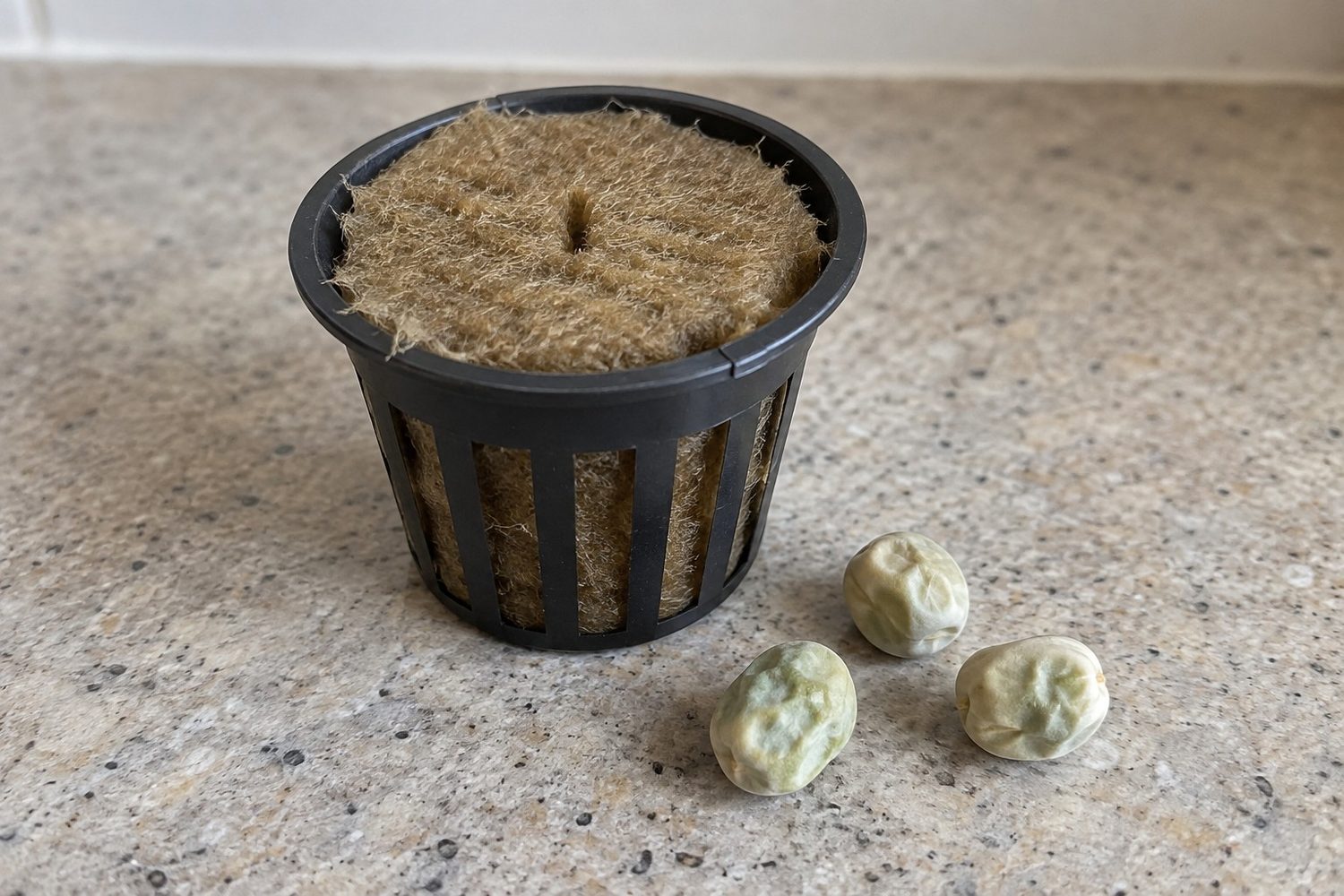 Round brown grow sponge with a small slit on top seated in an empty plastic grow basket, three dry pea seeds on the counter beside it