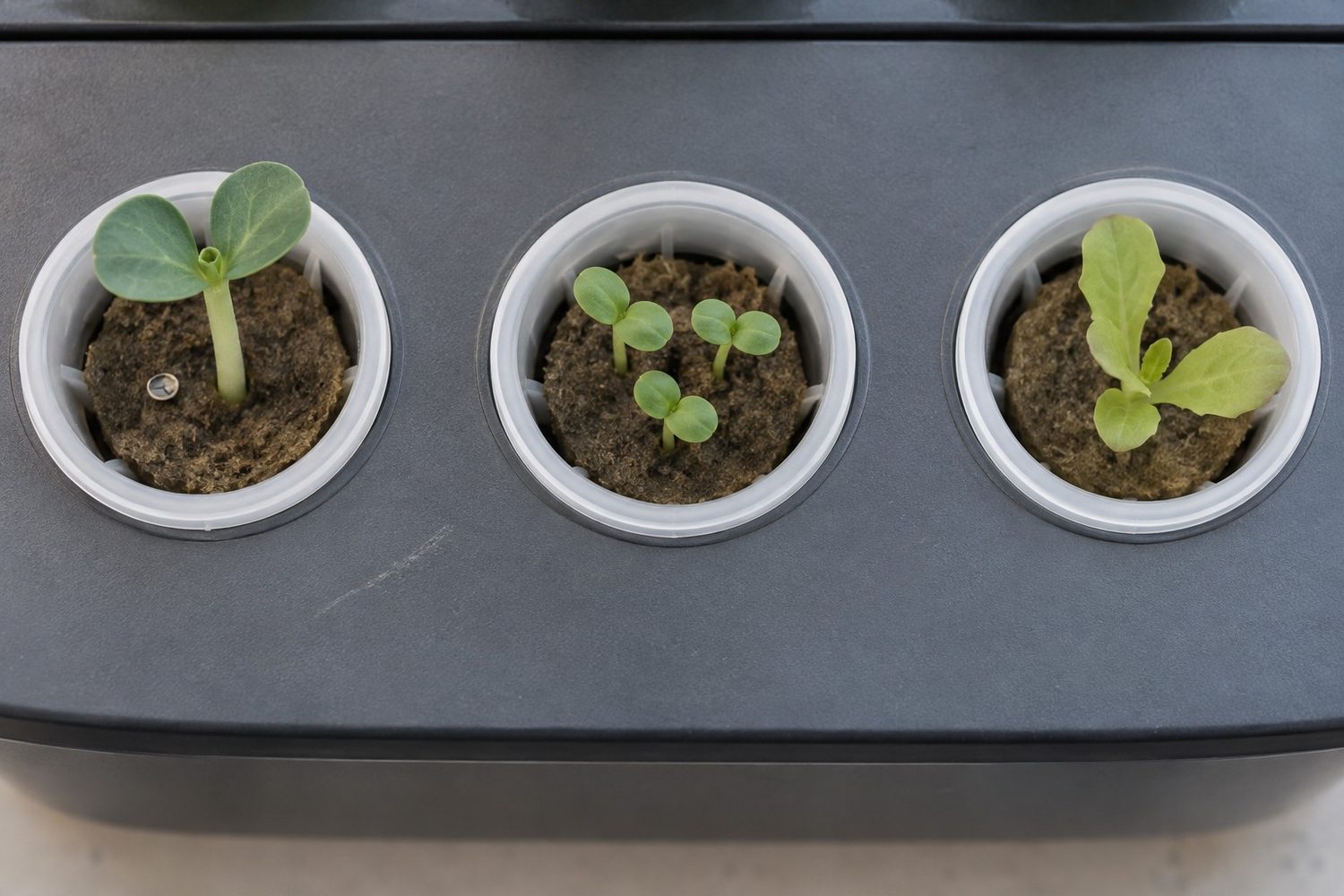 Overhead view of three neighboring hydroponic garden pods holding one pea seedling, a cluster of three tiny basil seedlings, and one young lettuce seedling