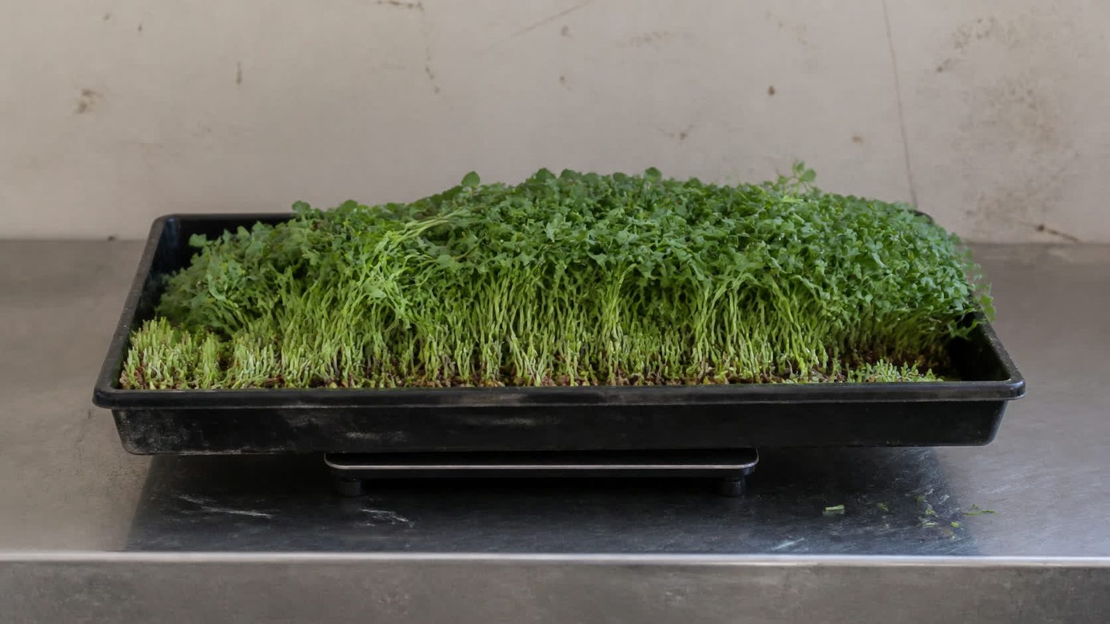 A harvested 1020 tray of microgreens sitting on a digital kitchen scale on a stainless bench, the display showing the weight, photographed level with the bench in flat light