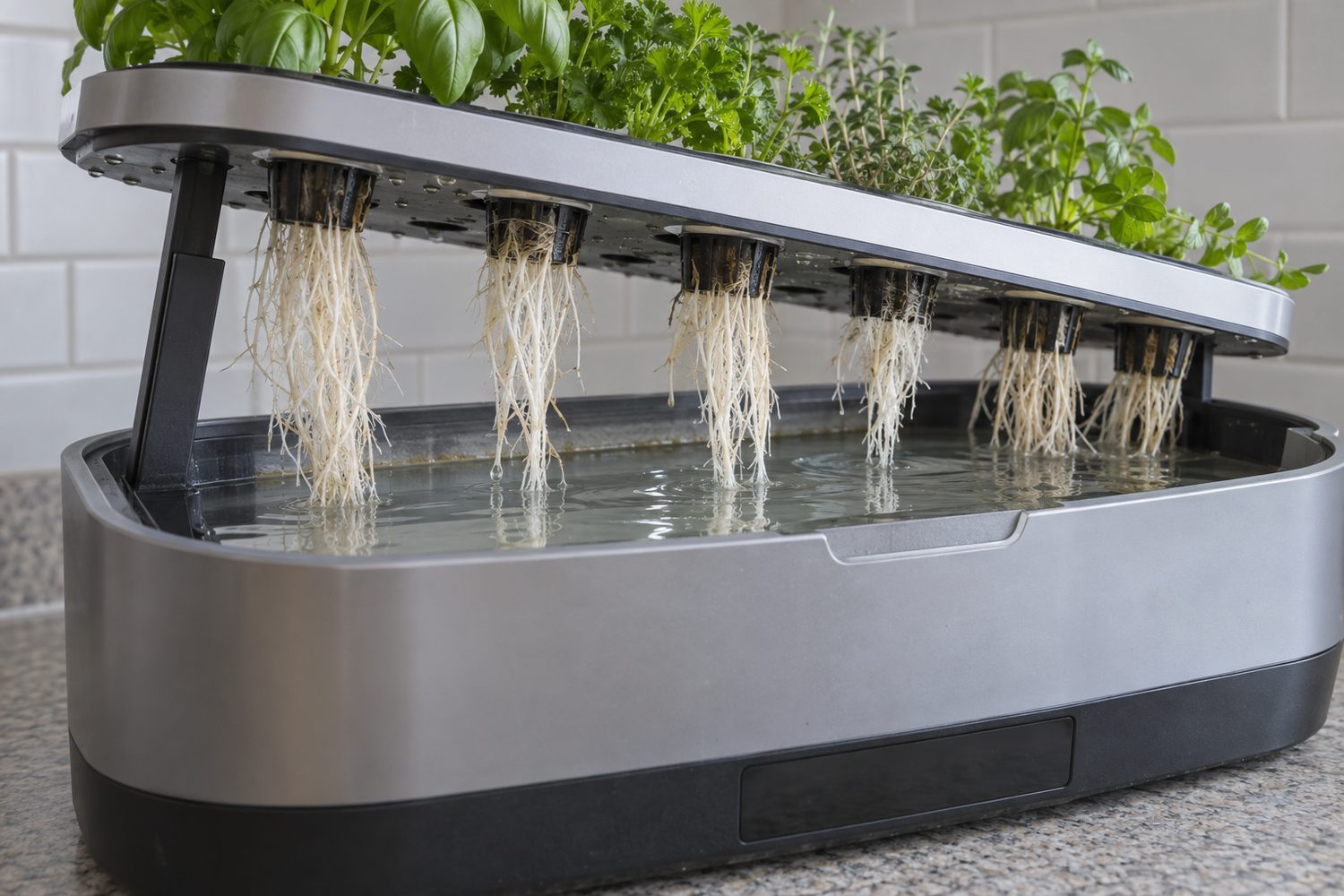 Lifted pod deck of a countertop hydroponic garden with long white roots hanging from the pods into a reservoir of clear water, on a kitchen counter