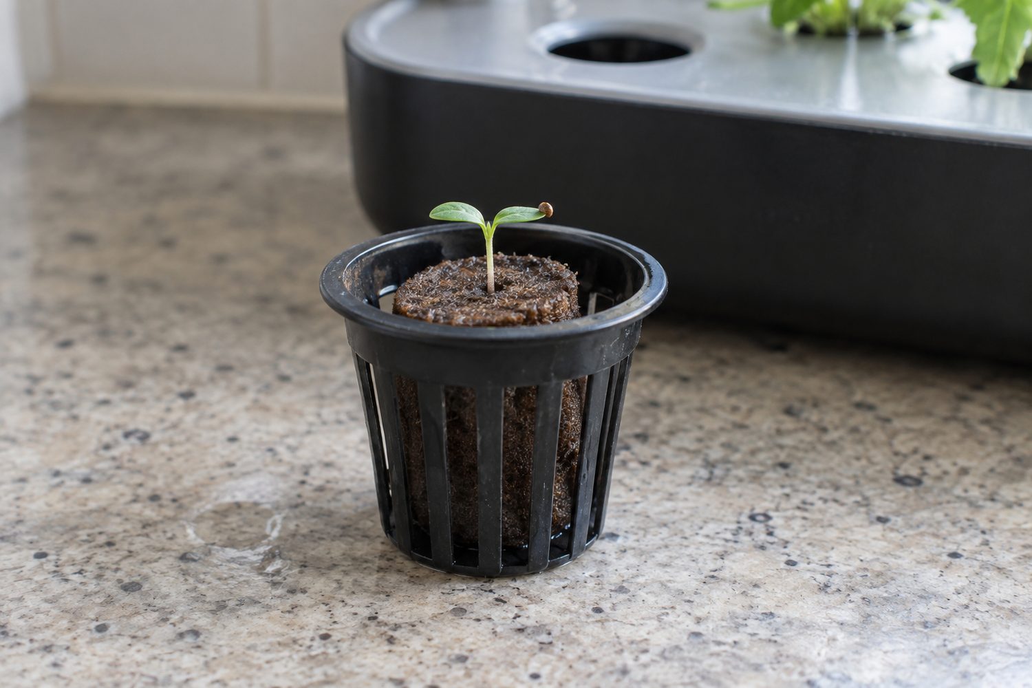 Small plastic grow basket holding a round brown grow sponge with one tiny green seedling, resting on a kitchen counter beside a hydroponic garden pod deck