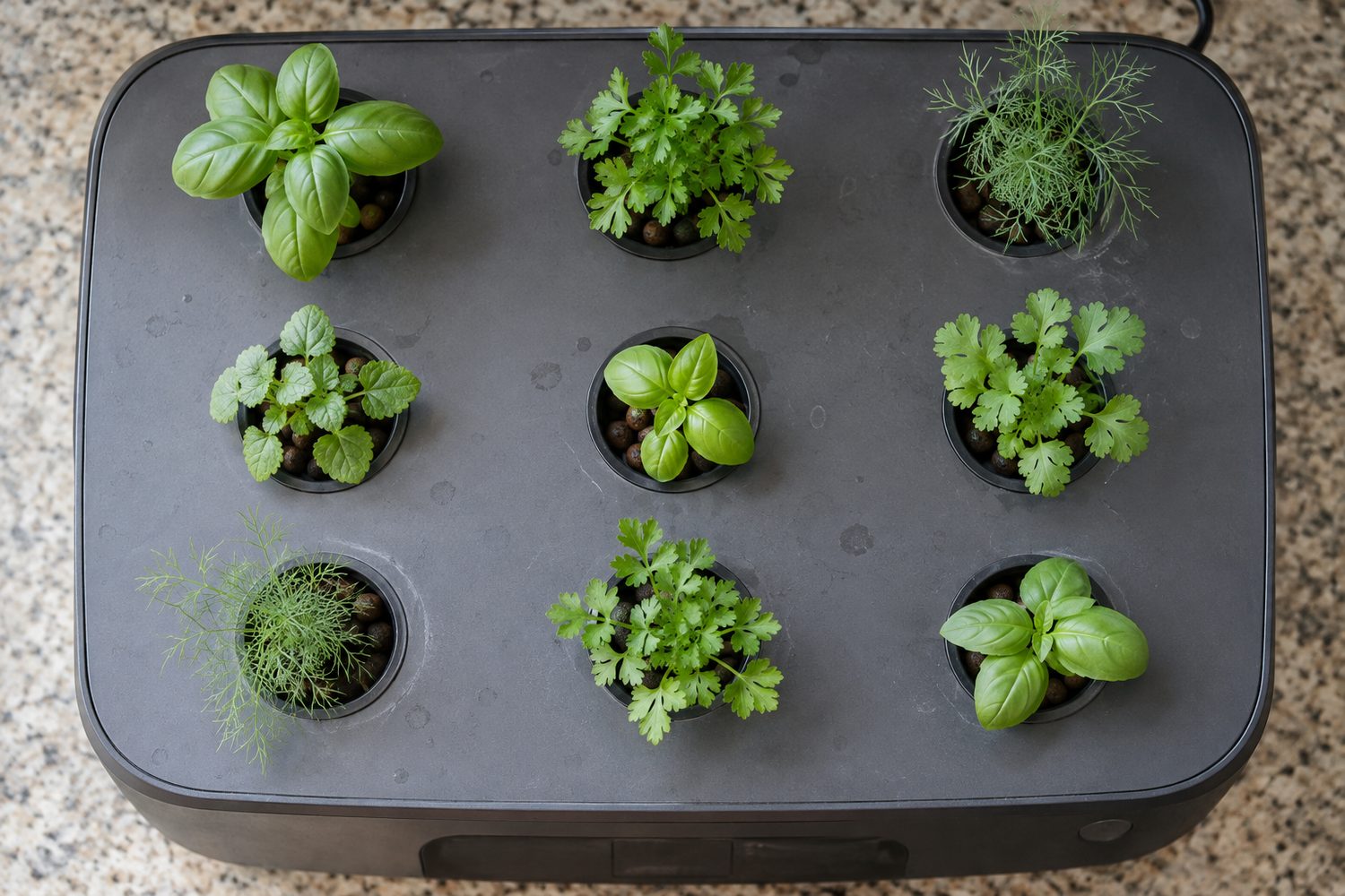 Overhead view of a countertop hydroponic garden pod deck with nine separate round holes, each holding one young herb plant, with the flat deck surface visible between them
