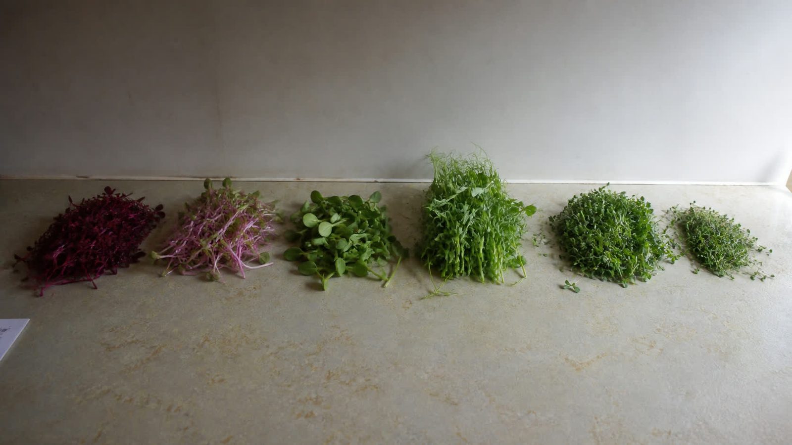 Six small piles of different cut microgreens arranged in a row on a pale worktop, from dark red amaranth through pale pea shoots to fine green herb leaves, photographed square on in flat daylight