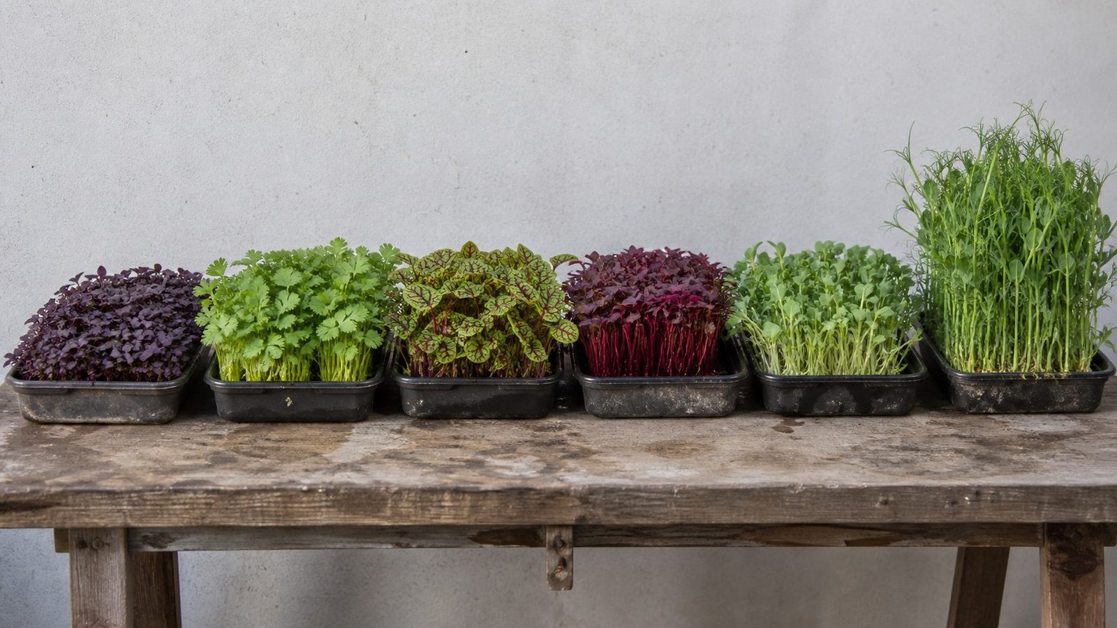 Six shallow trays of different microgreen crops lined up along a worn potting bench, deep purple red cabbage, feathery green cilantro, red veined sorrel, crimson amaranth, pale green daikon radish and tall pea, each a distinct color and canopy height, photographed side on at bench height in flat daylight