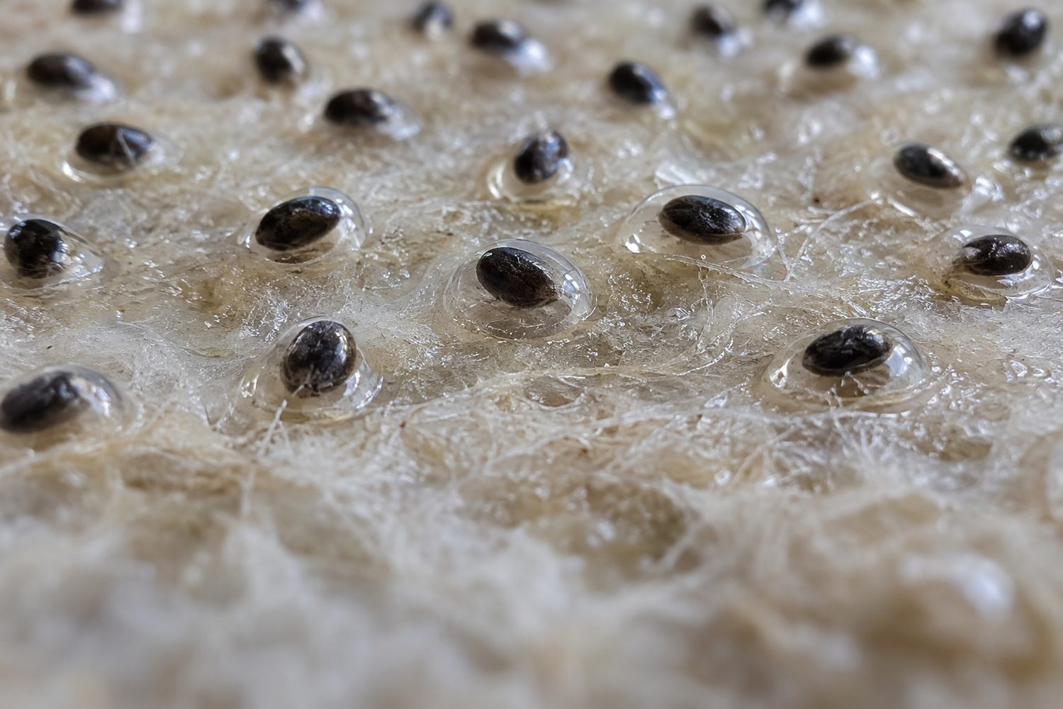 Close view of small black basil seeds on a moist pale growing mat, each seed surrounded by a clear glossy gel coat