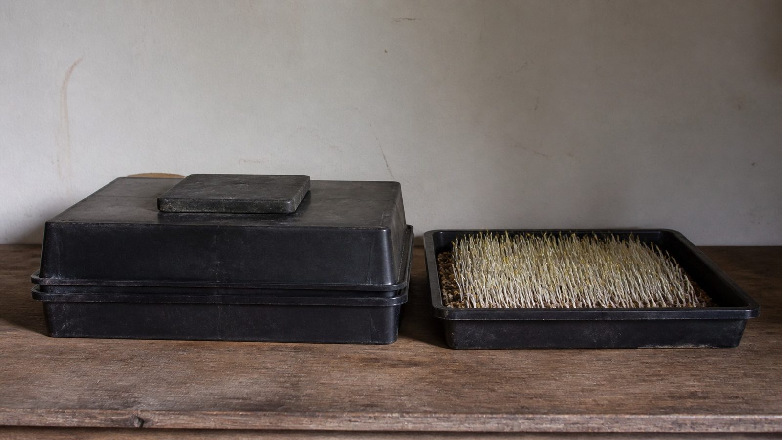 A stack of two 1020 trays on a bench photographed side on, the upper tray inverted over the lower one as a blackout cover with a flat weight resting on top, and a third uncovered tray beside it showing pale stretched seedlings