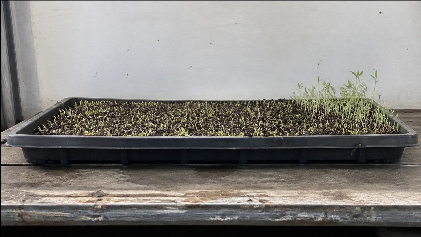 A harvested 1020 tray of pea shoots on a bench showing cut stems with a few new shoots emerging from remaining leaf nodes, the level stubble of the first cut visible across the rest, photographed side on at bench height in flat daylight