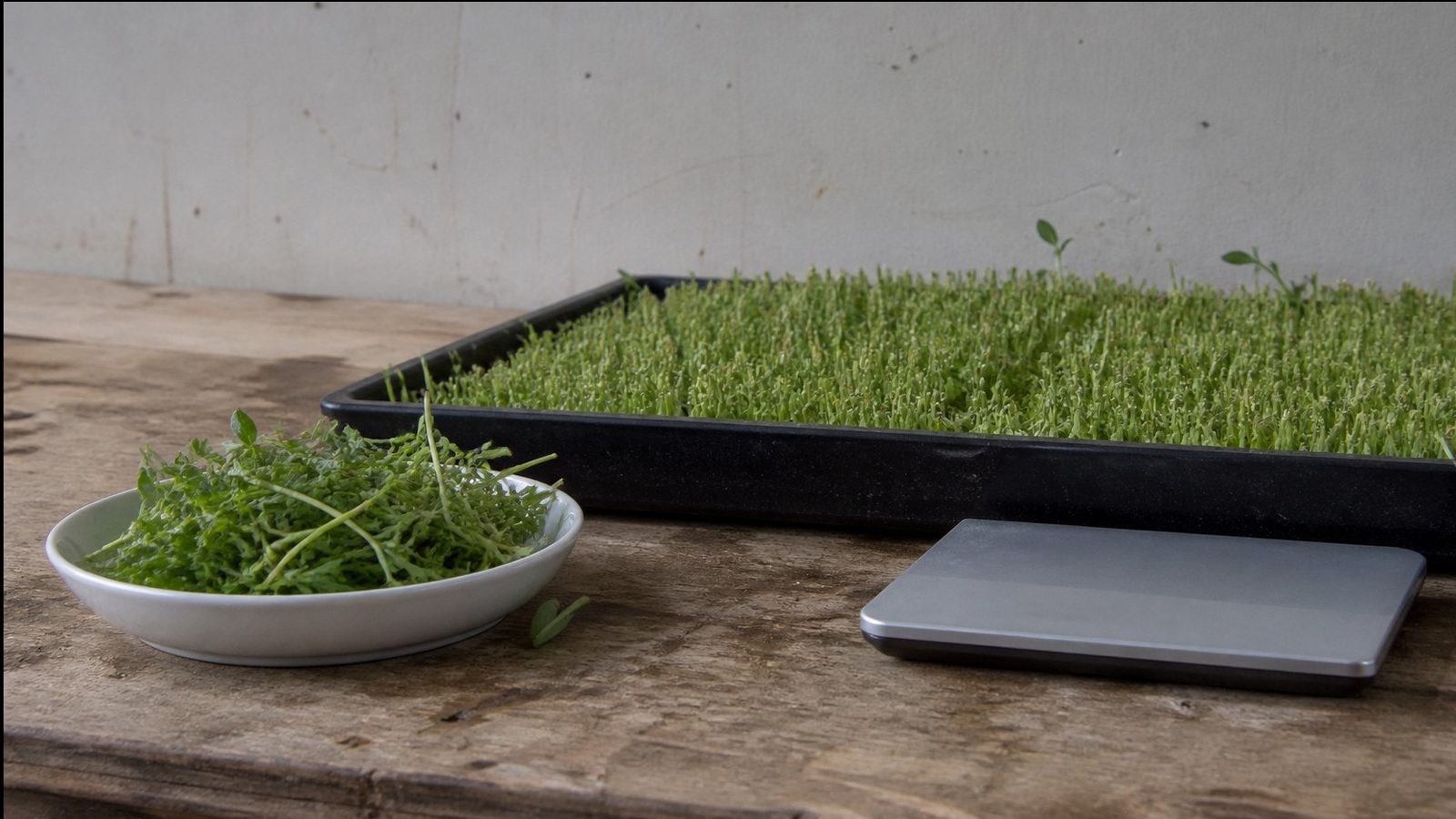 A cut handful of pea shoots in a clean ceramic dish on a bench beside a harvested 1020 tray and a kitchen scale turned away from the camera, photographed side on in flat daylight