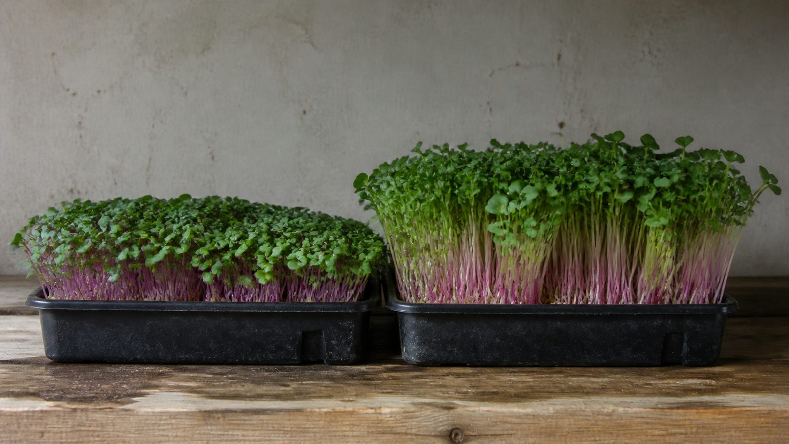 Two 1020 trays of radish microgreens side by side on a bench photographed at canopy height, the left tray at fully spread cotyledons and the right several days older with first true leaves visible above the canopy