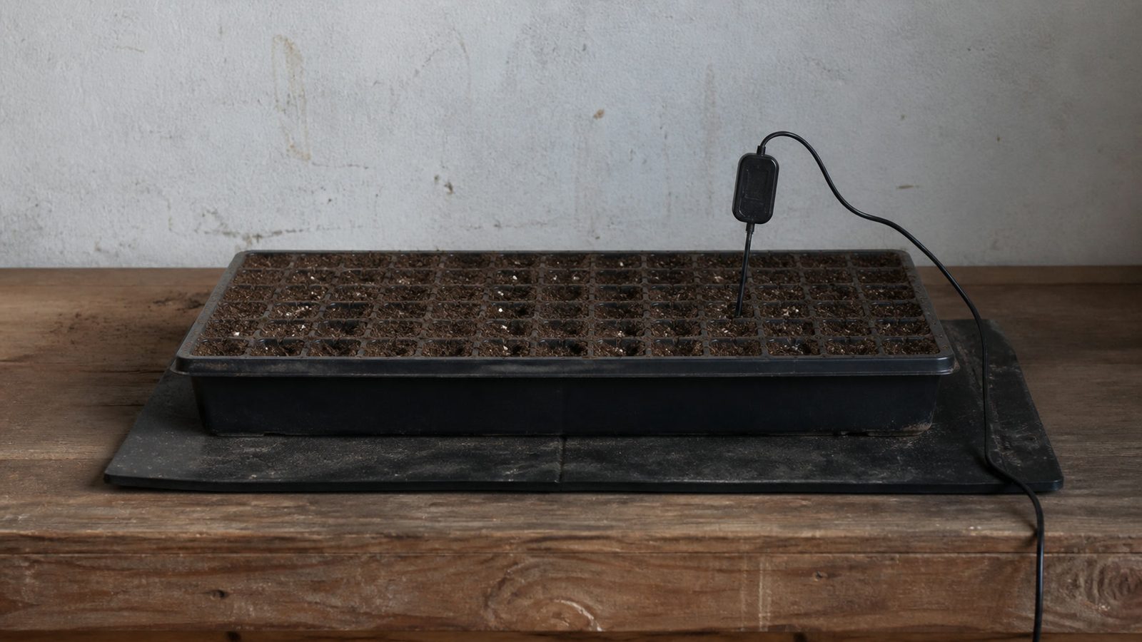 A seedling heat mat on a bench with a 1020 tray sitting on it and a probe thermometer pushed into the growing medium at seed depth, photographed side on so the probe and the mat edge are both visible