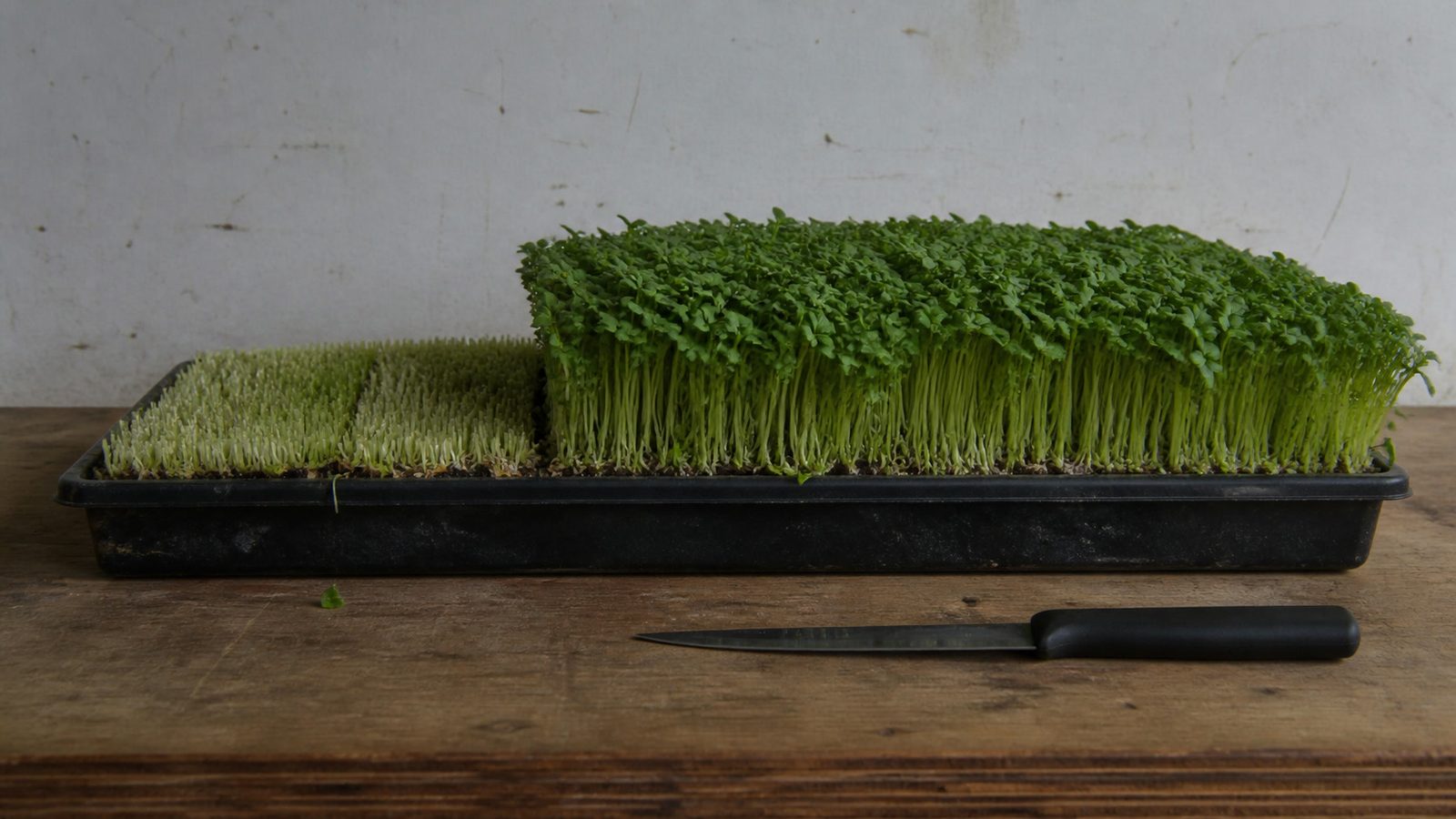 A 1020 tray of dense green microgreens part way through harvest, a clean straight band already cut across the near end well above the medium so the level stubble of cut stems shows, the uncut canopy standing beside it and a straight bladed knife lying on the bench alongside, photographed side on at canopy height