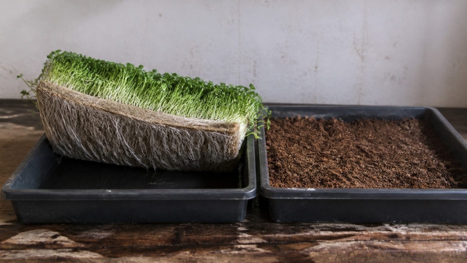 A fiber grow mat lifted from a shallow tray of water with a dense stand of microgreens rooted through it, a tray of loose coir beside it for comparison, photographed side on in flat daylight