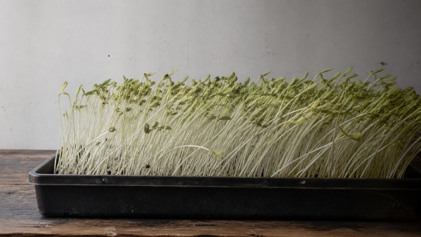 A tray of pale stretched microgreens photographed side on at canopy height in flat daylight, showing long thin hypocotyls leaning toward one side with light-colored cotyledons