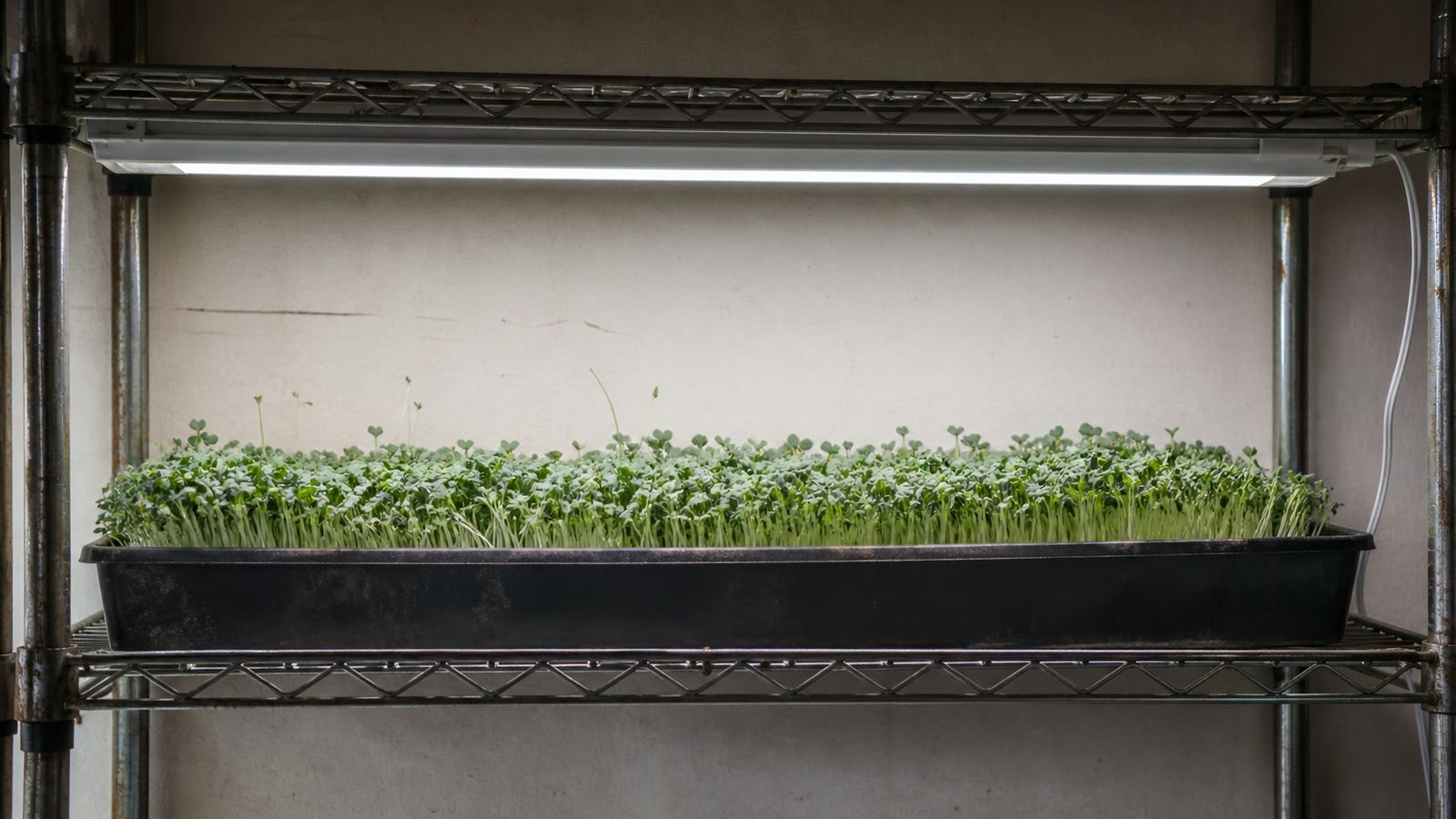 A shelf of microgreen trays under an LED bar photographed side on at canopy height, showing the fixture and the even distance between it and the tops of the shoots