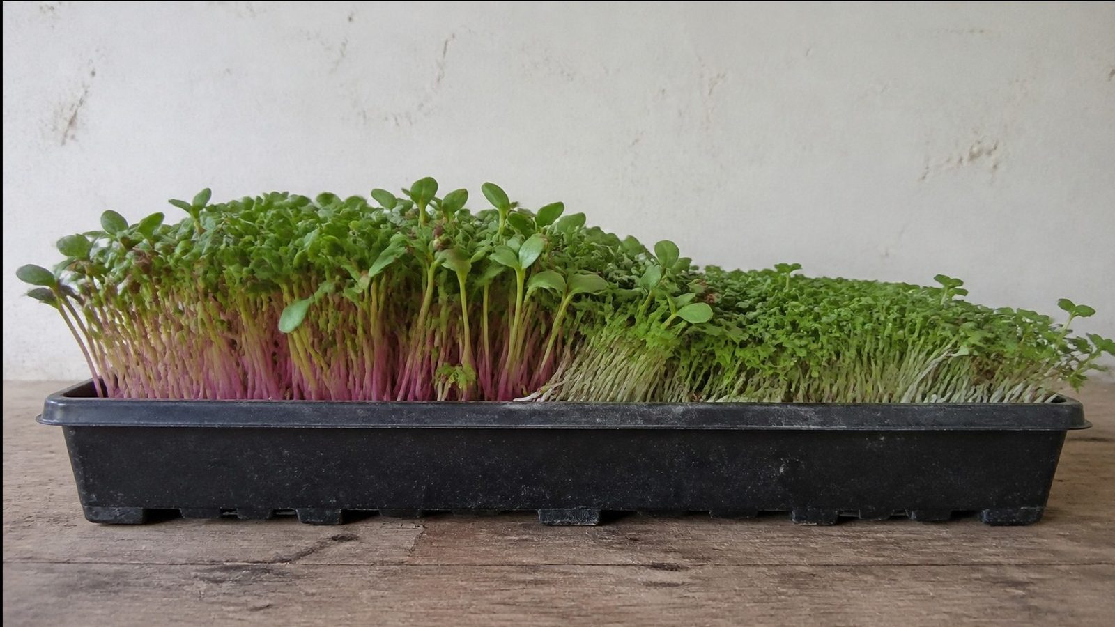 A single 1020 tray of mixed microgreens with visibly uneven heights, taller pink stemmed radish standing above shorter green brassica seedlings, photographed side on at canopy height in flat daylight