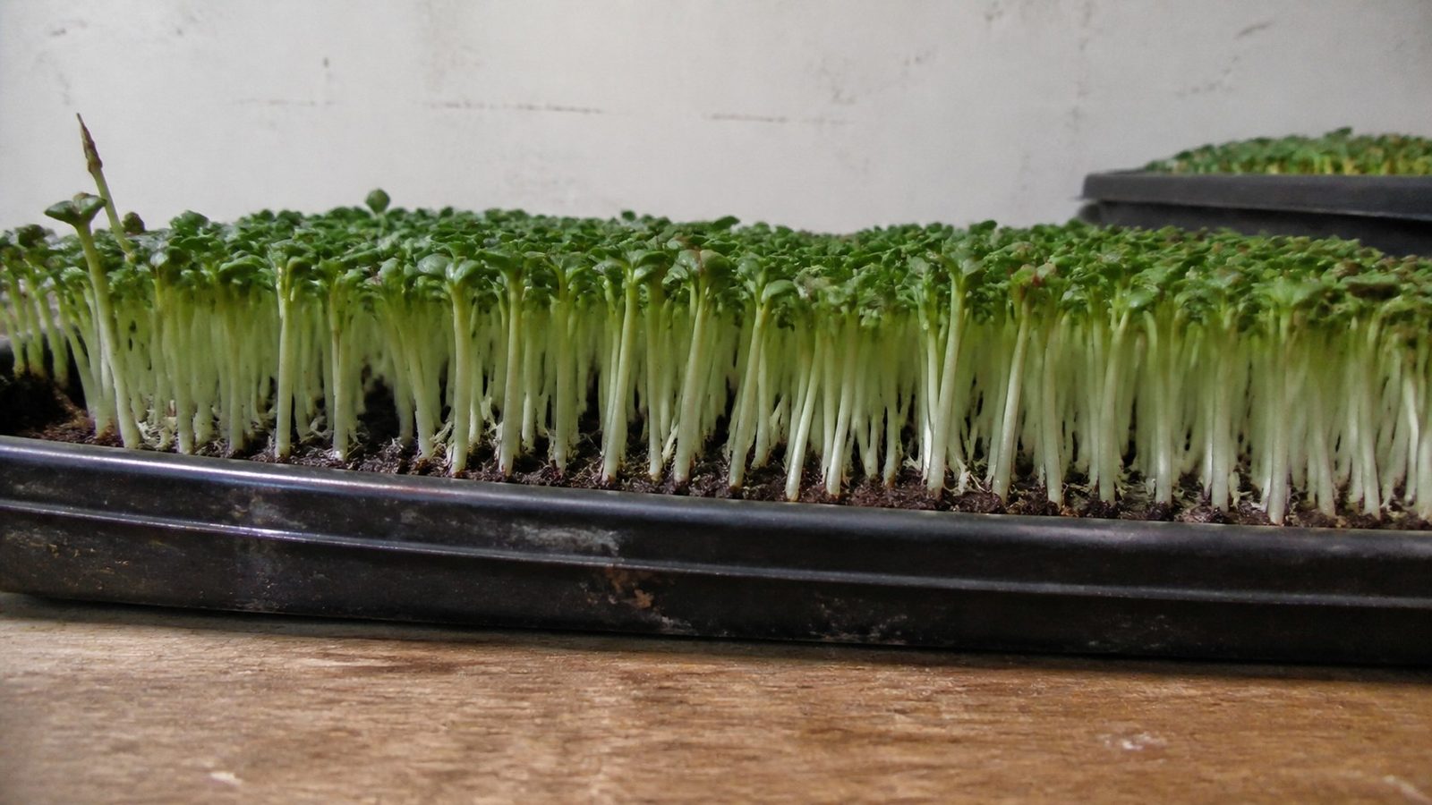 A close side-on photograph of a microgreen tray base in flat daylight showing fine white root hairs attached along individual roots near the medium line