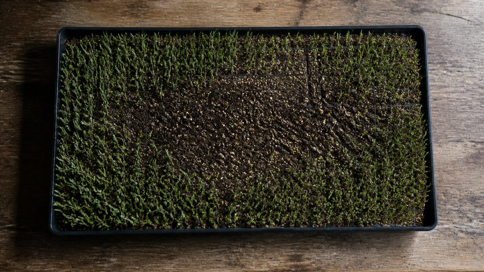 A 1020 tray photographed straight down from above on a bench showing patchy germination, a bare stretch of dark brown medium running through the middle with ungerminated seed still sitting on the surface, and thicker emergence around the edges of the tray