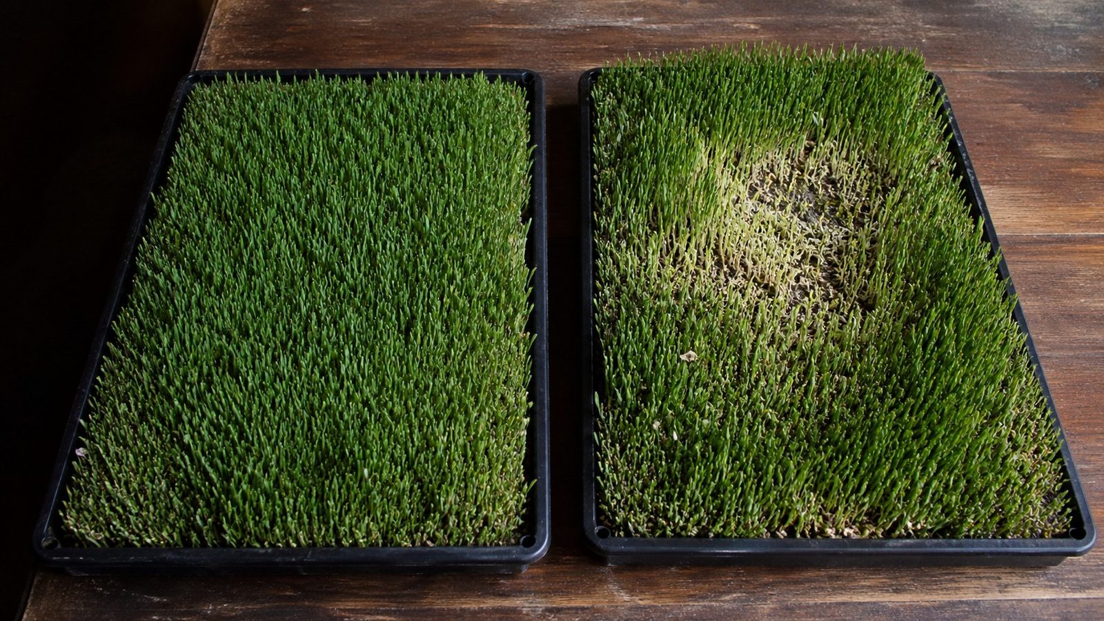 Two 1020 trays side by side on a bench photographed from above at a slight angle, the left one an even green canopy and the right one patchy with a pale collapsed area near the center