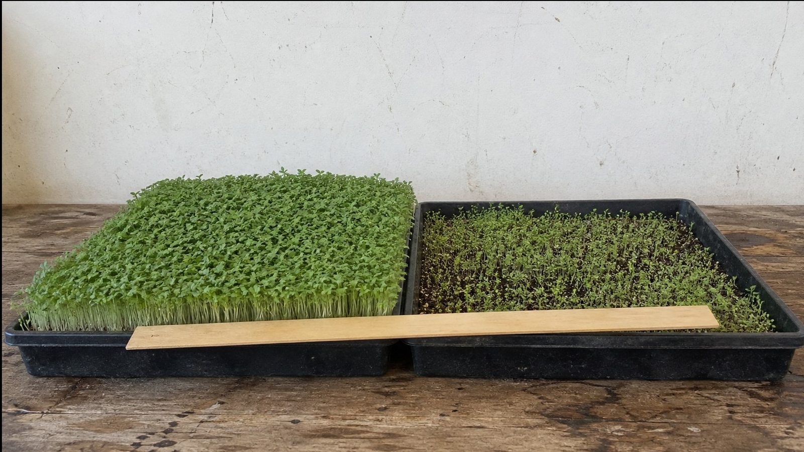 Two 1020 trays of the same crop side by side on a bench at the same age, one with a full even canopy and one noticeably shorter and thinner, a ruler laid flat across the front edge of both, photographed side on at canopy height in flat daylight