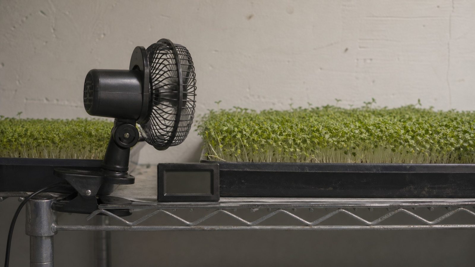 A small clip fan on a shelf edge beside a rack of microgreen trays photographed side on at canopy height, the fan angled along the shelf rather than at the trays, with a thermometer and hygrometer sitting next to the nearest tray