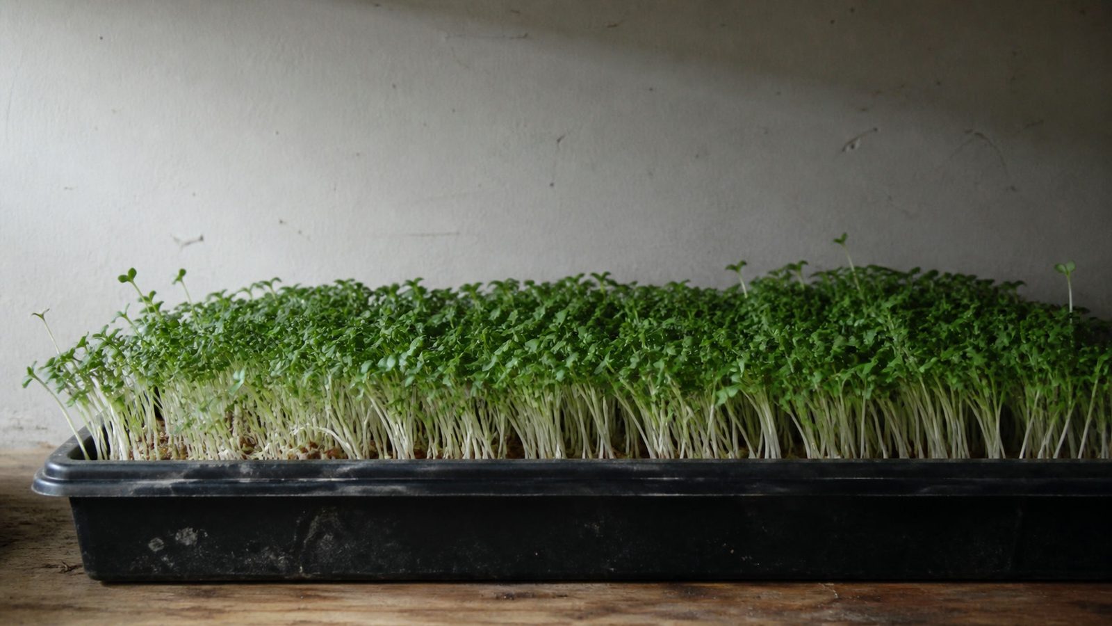 A tray of broccoli microgreens photographed side on at canopy height in flat daylight, showing open cotyledons with the smaller adult-shaped first true leaves emerging between them