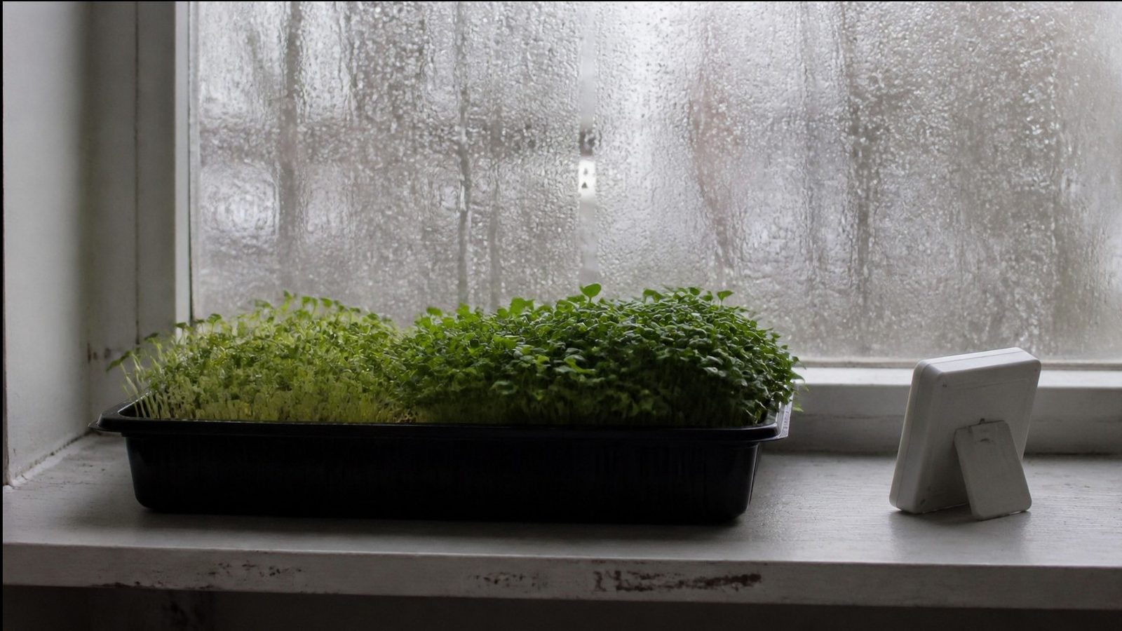 A tray of microgreens on a shelf beside a cold window with condensation beading on the glass, a small digital thermometer and hygrometer standing next to the tray, photographed side on in flat winter daylight