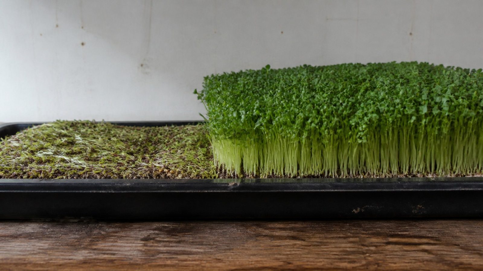 A tray of microgreens photographed side on at canopy height in flat daylight showing a patch of collapsed seedlings folded at the medium line beside upright healthy neighbours