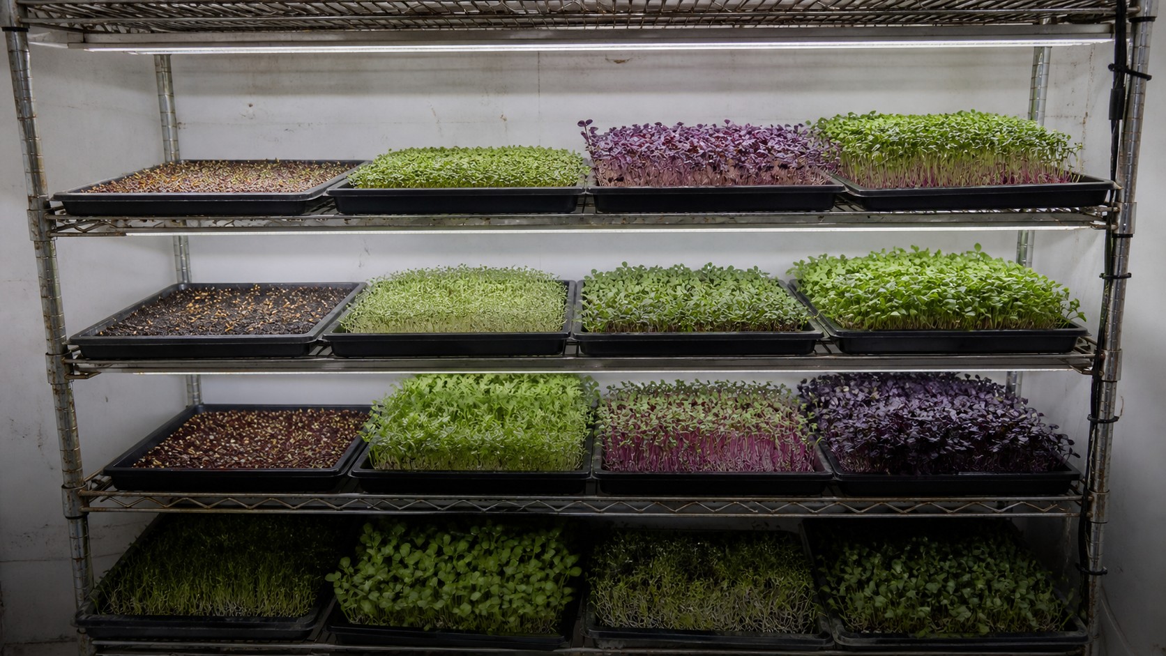A four tier wire rack of 1020 trays of microgreens against a plain wall, each shelf holding several different crops at visibly different stages and colors, from a just emerged tray showing seed on the medium to a dense harvest ready canopy, with slim light strips under each shelf, photographed square on at rack height in flat indoor light