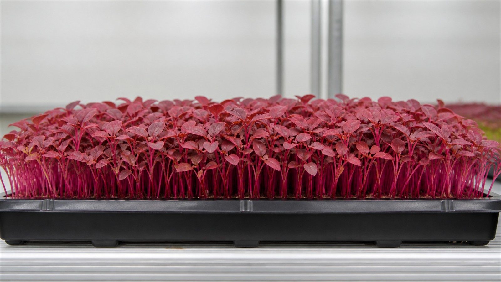 A 1020 tray of Red Garnet amaranth microgreens at harvest photographed side on at canopy height, showing a dense low mass of vivid magenta to hot pink stems carrying rose-red to dusky red leaves with a faint bronze cast, the color running through leaf and stem alike with almost no green