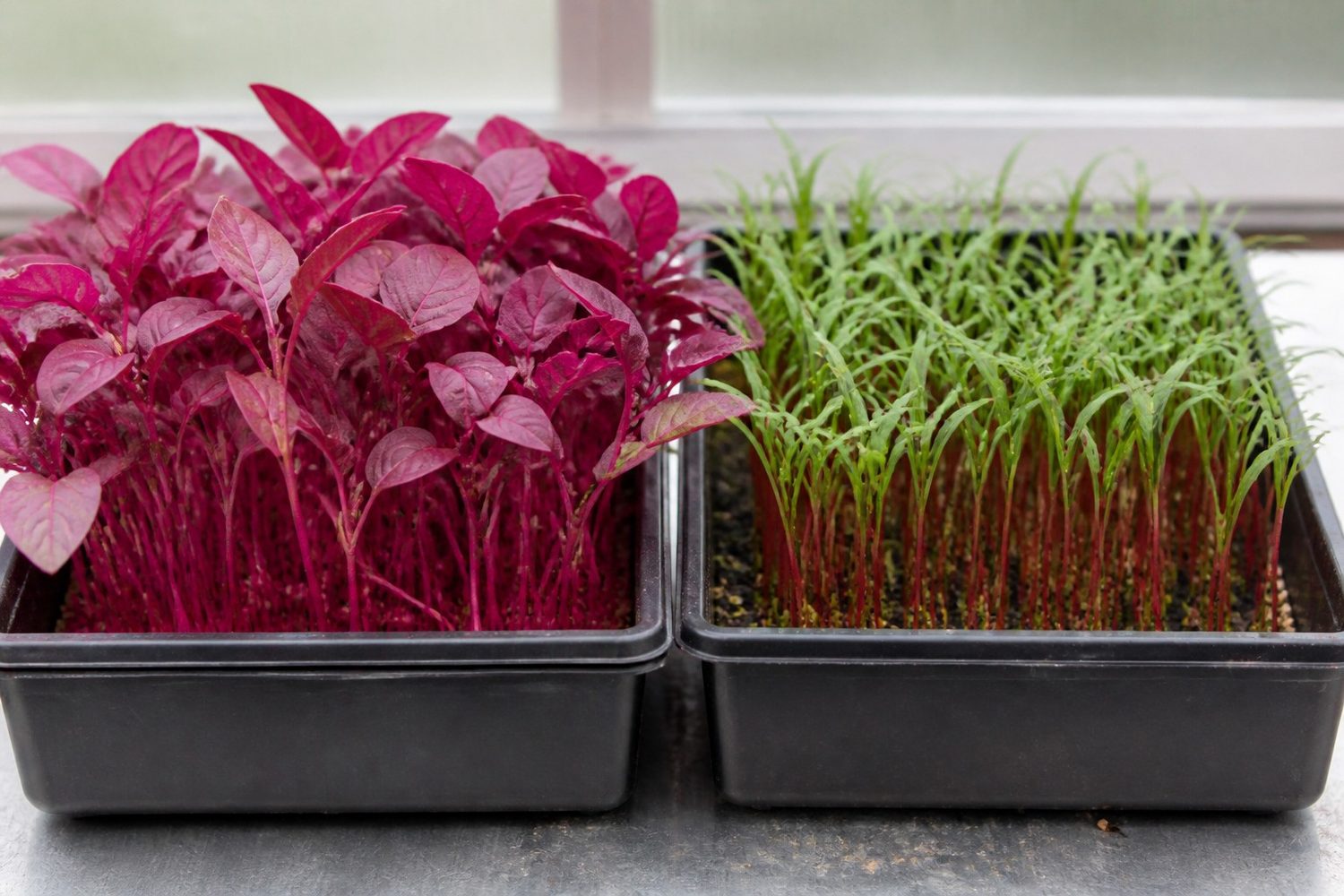 Two 1020 trays side by side at harvest, Red Garnet amaranth on the left showing vivid magenta stems and rose-red leaves, the color running through leaf and stem alike, and bulls blood beet on the right showing vivid crimson stems carrying distinctly green cotyledons