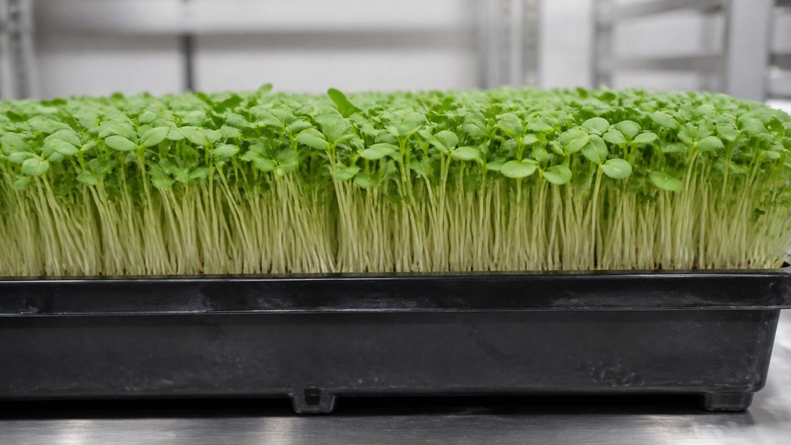 A 1020 tray of arugula microgreens at harvest photographed side on at canopy height, showing fine white stems under rounded slightly spade-shaped mid-green cotyledons in a dense even stand