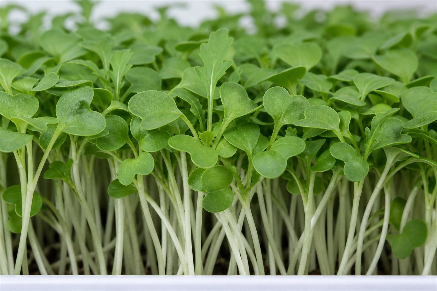 A 1020 tray of arugula microgreens at harvest photographed close and side on, showing fine white stems under rounded slightly spade-shaped mid-green cotyledons, with the first true leaf just beginning to show its lobed arugula shape on a few shoots