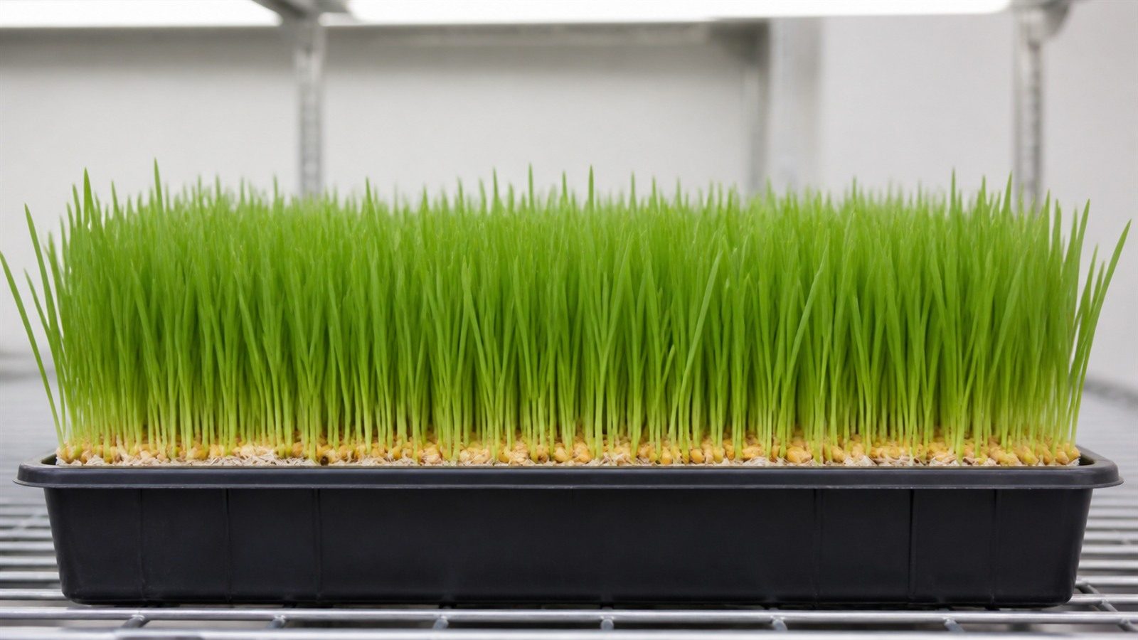A 1020 tray of barley grass at harvest stage photographed side on at canopy height, showing a dense even turf-like carpet of upright narrow bright green blades roughly 12 to 15 cm tall, with pale kernels and a white root mat visible at the medium line