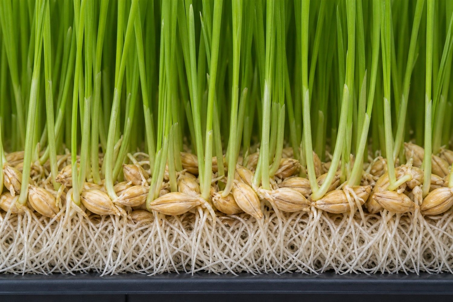 A close macro photograph at the medium line of a barley grass tray, showing dense upright narrow green blades emerging from pale barley kernels with hulls still attached, and a white root mat below