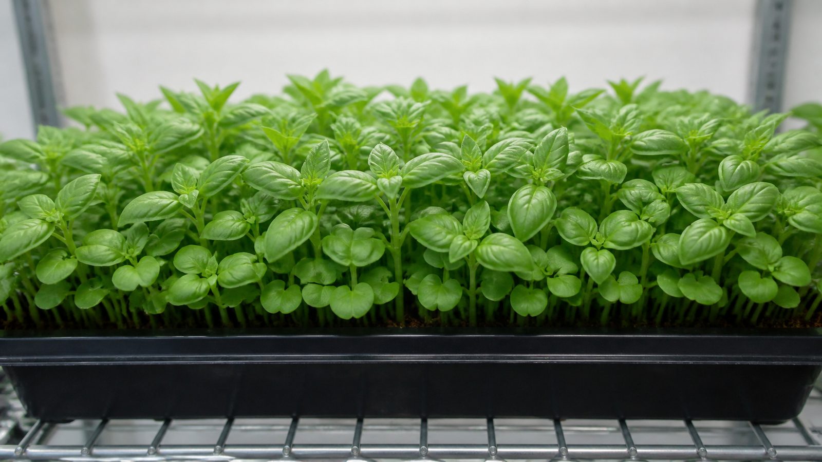 A 1020 tray of Italian Large Leaf basil microgreens at harvest photographed side on at canopy height, showing a dense bushy canopy of rounded green cotyledons with the first pair of pointed true basil leaves standing above them, taller and leafier than a brassica tray