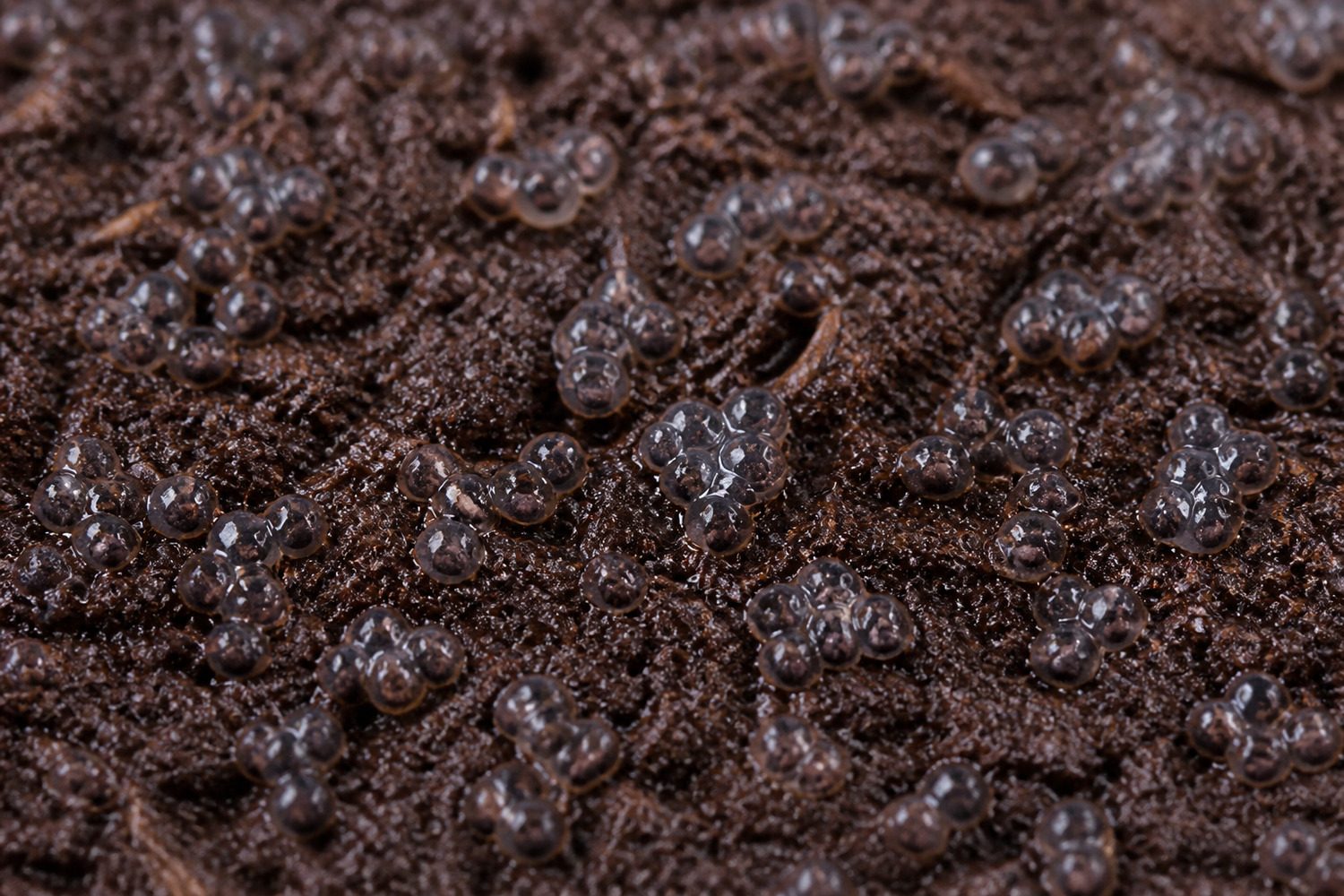 A close side-on photograph of freshly sown basil seed on moist growing medium, the small dark seeds each surrounded by a clear swollen gel coat that makes them cling together in glistening clusters