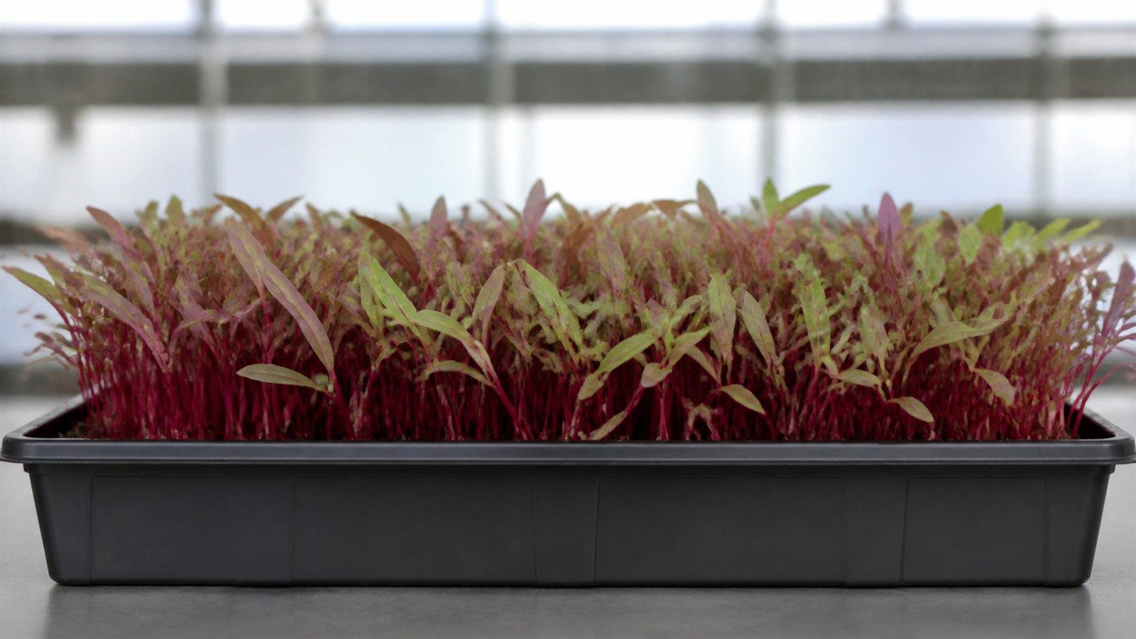 A 1020 tray of red leaf beet microgreens at harvest stage photographed side on at canopy height, showing slender red stems carrying narrow strap-shaped cotyledons, long and thin rather than round, that are green with a red-purple blush and some leaves fully bronzed, an evenly filled but not solid stand