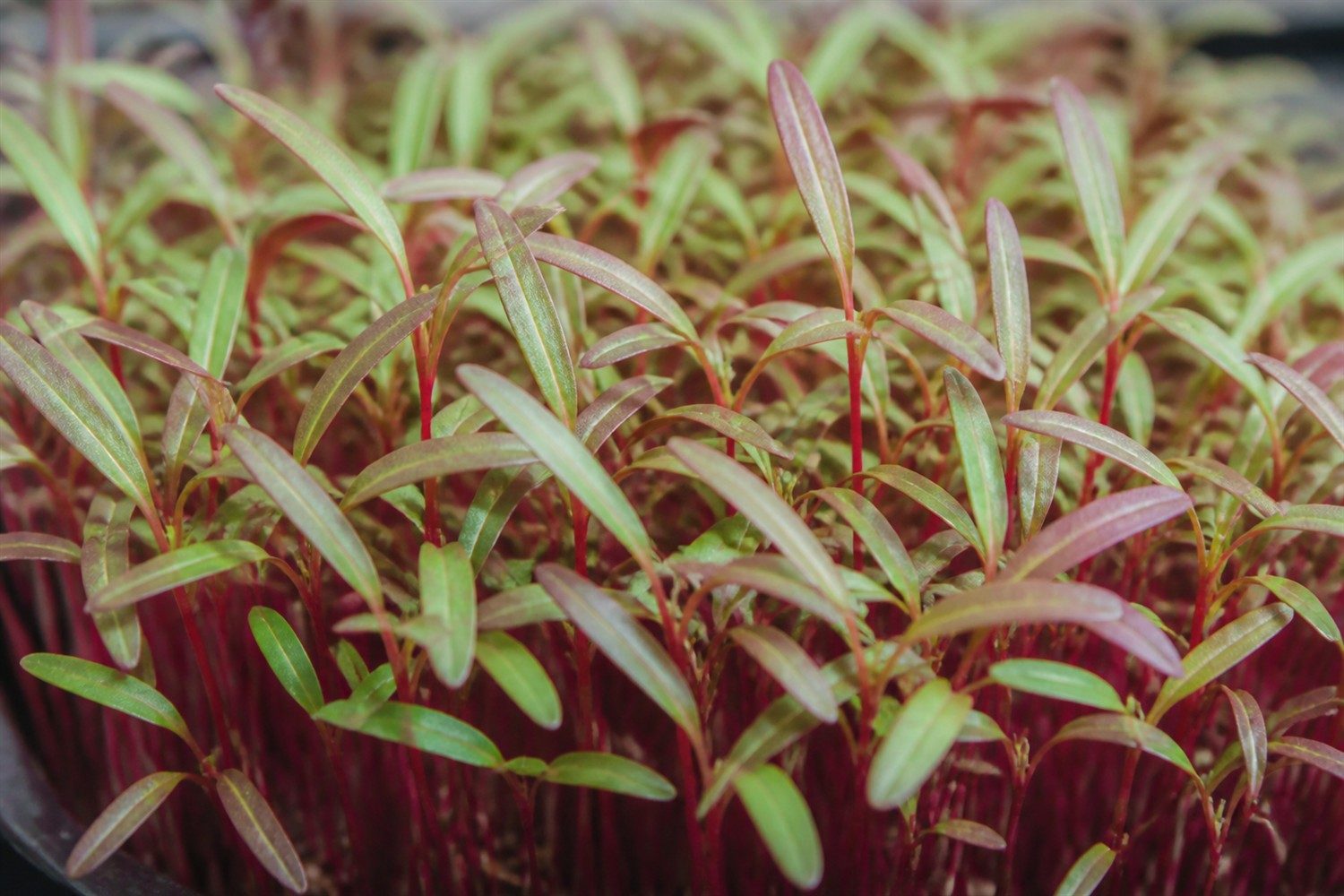 A close macro photograph of red leaf beet microgreens at cotyledon stage, showing slender bright crimson stems and narrow elongated strap-shaped cotyledons, long and thin rather than round, green with a red-purple blush and some leaves fully bronzed