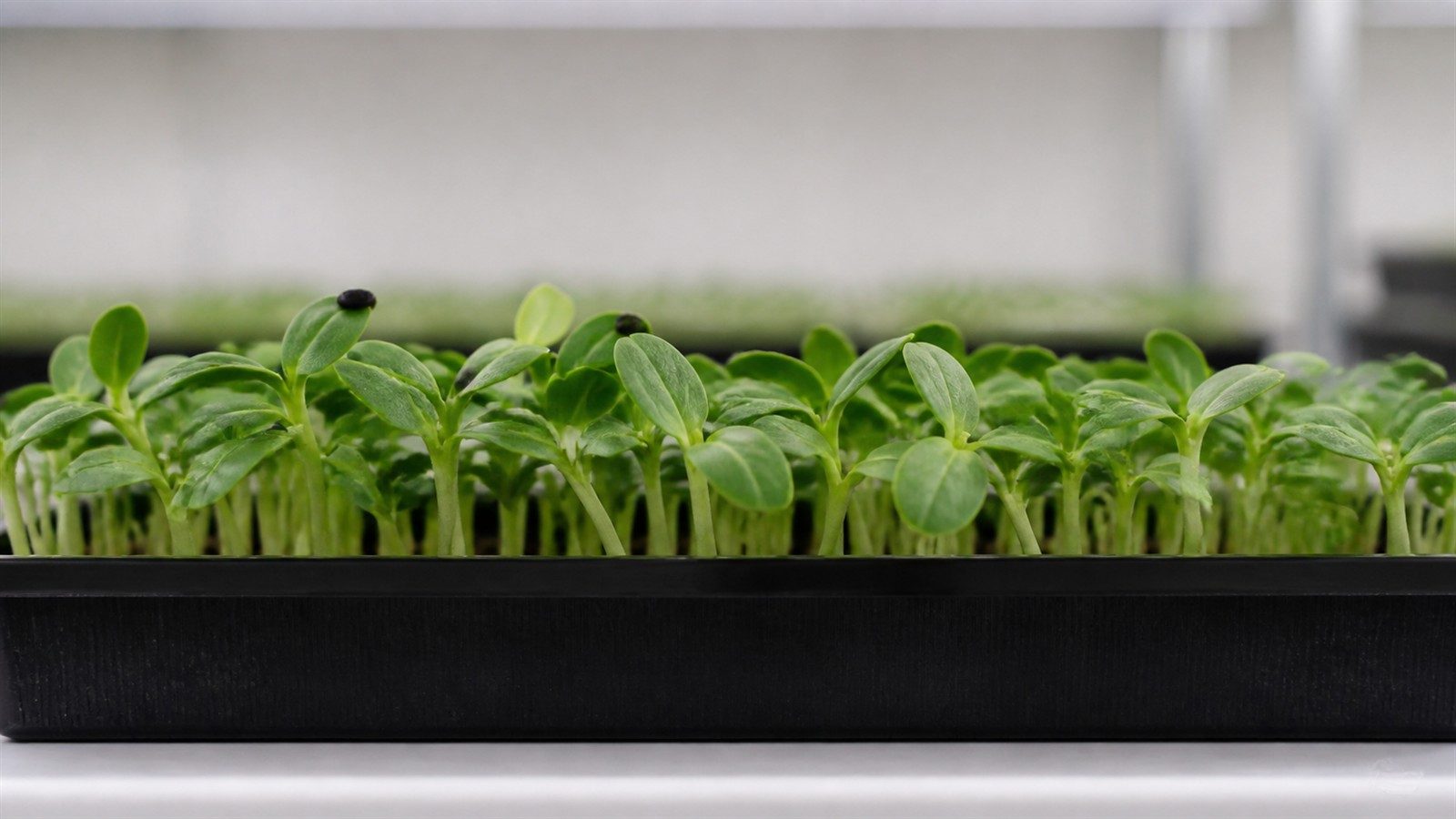 A 1020 tray of borage microgreens at harvest photographed side on at canopy height, showing a relatively open stand of broad thick oval green cotyledons the leaves faintly downy rather than obviously hairy at this stage, on short pale stems, with several black seed hulls still attached
