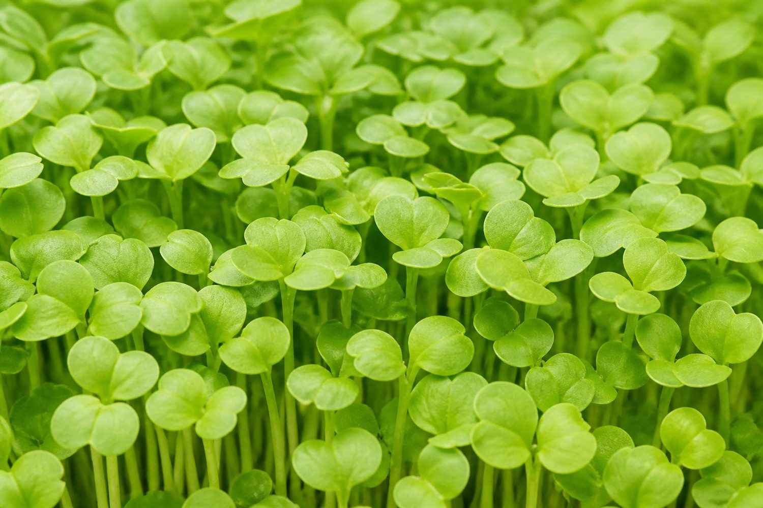 A close macro photograph of broccoli raab microgreens at cotyledon stage, showing flat vivid lime green rounded to kidney shaped paired cotyledons packed densely on bright green stems