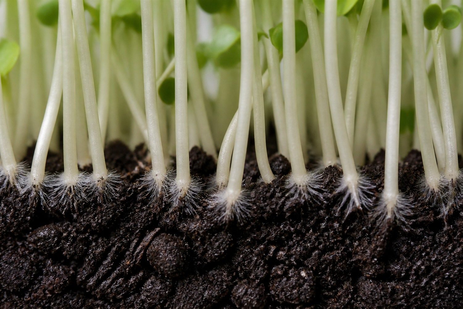 A close macro photograph at the medium line of a broccoli microgreen tray, showing fine uniform white root hairs emerging evenly from healthy white roots, confined to the base of the fine white stems with no discoloration and no growth climbing the stems