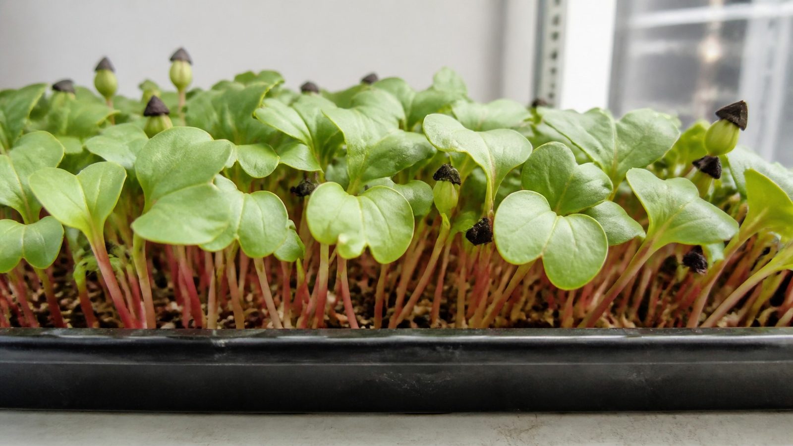 A 1020 tray of buckwheat microgreens at harvest photographed side on at canopy height, showing broad heart-shaped pale-green cotyledons carried on thick juicy translucent pink to red stems, with dark triangular hulls at the medium line and a few still capping shoots
