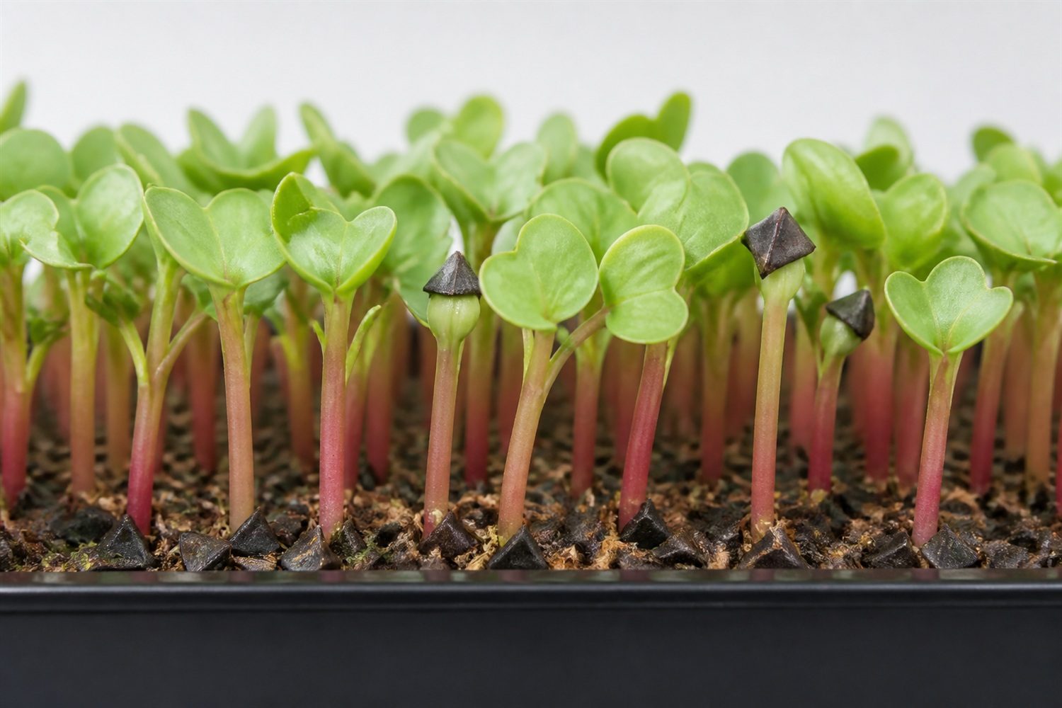 A close side-on photograph of buckwheat microgreens at the medium line, showing thick translucent pink to red stems rising out of scattered dark triangular hulls, with two or three hulls still capping unopened shoots