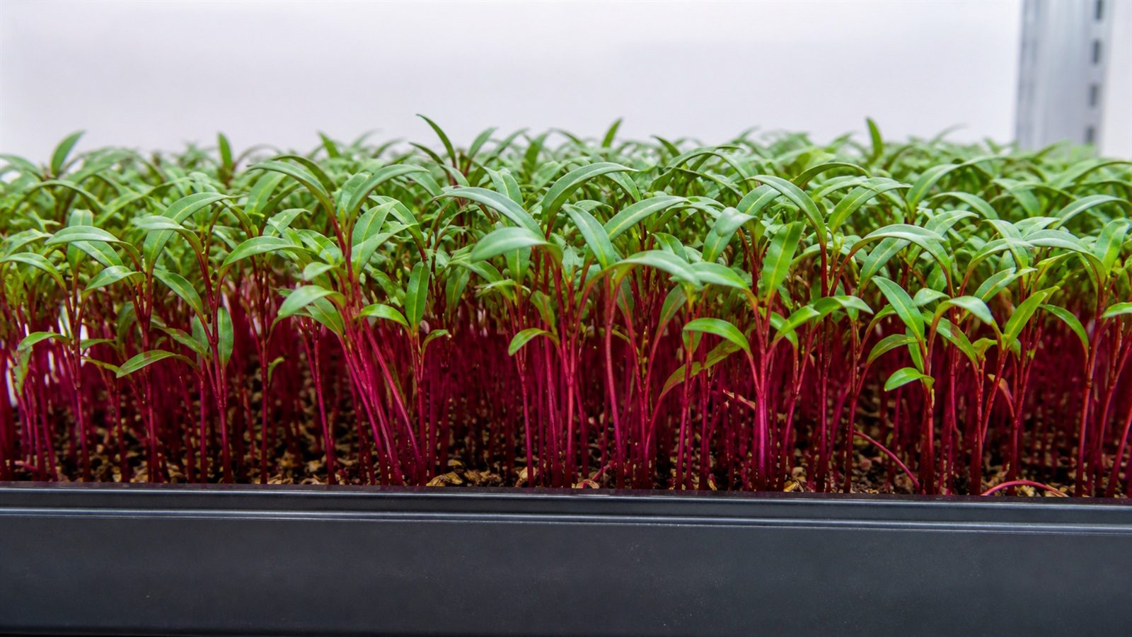 A 1020 tray of Bull's Blood beet microgreens at harvest photographed side on at canopy height, showing an upright even stand of slender vivid crimson stems carrying narrow strap-shaped cotyledons, long and thin rather than round, distinctly green rather than red, with occasional rough brown beet hulls on the medium