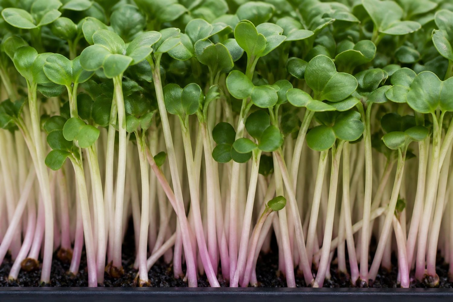 A close macro photograph of cauliflower microgreen stems at harvest stage, showing pale cream to white stems with subtle purple tinting near the base, beneath mid to dark green heart-shaped notched cotyledons