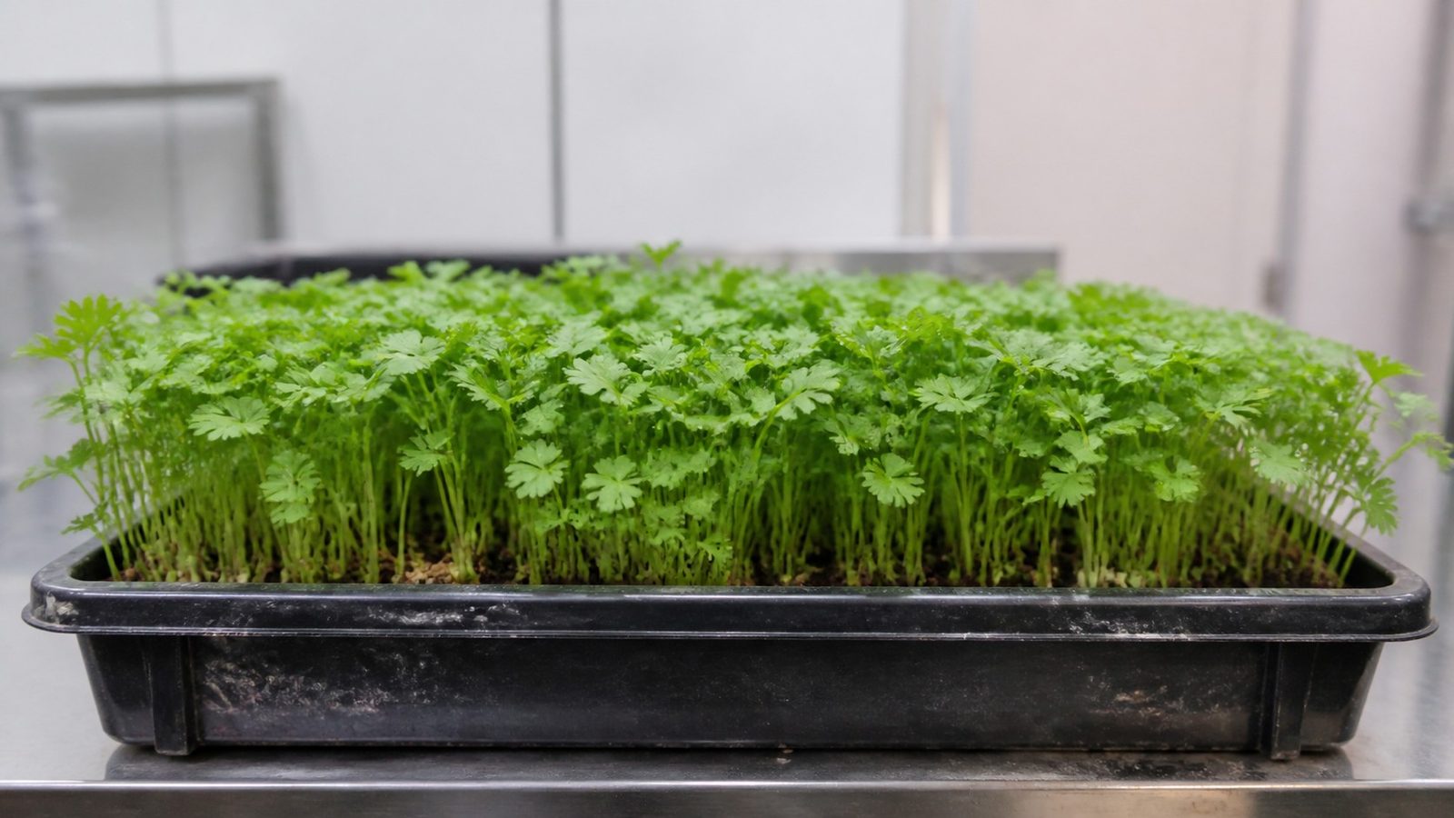 A 1020 tray of celery microgreens at harvest stage photographed side on at canopy height, showing a fine canopy of small divided and lobed leaves shaped like miniature celery or flat parsley leaves, mid green on slender pale green stems, roughly one to two inches tall