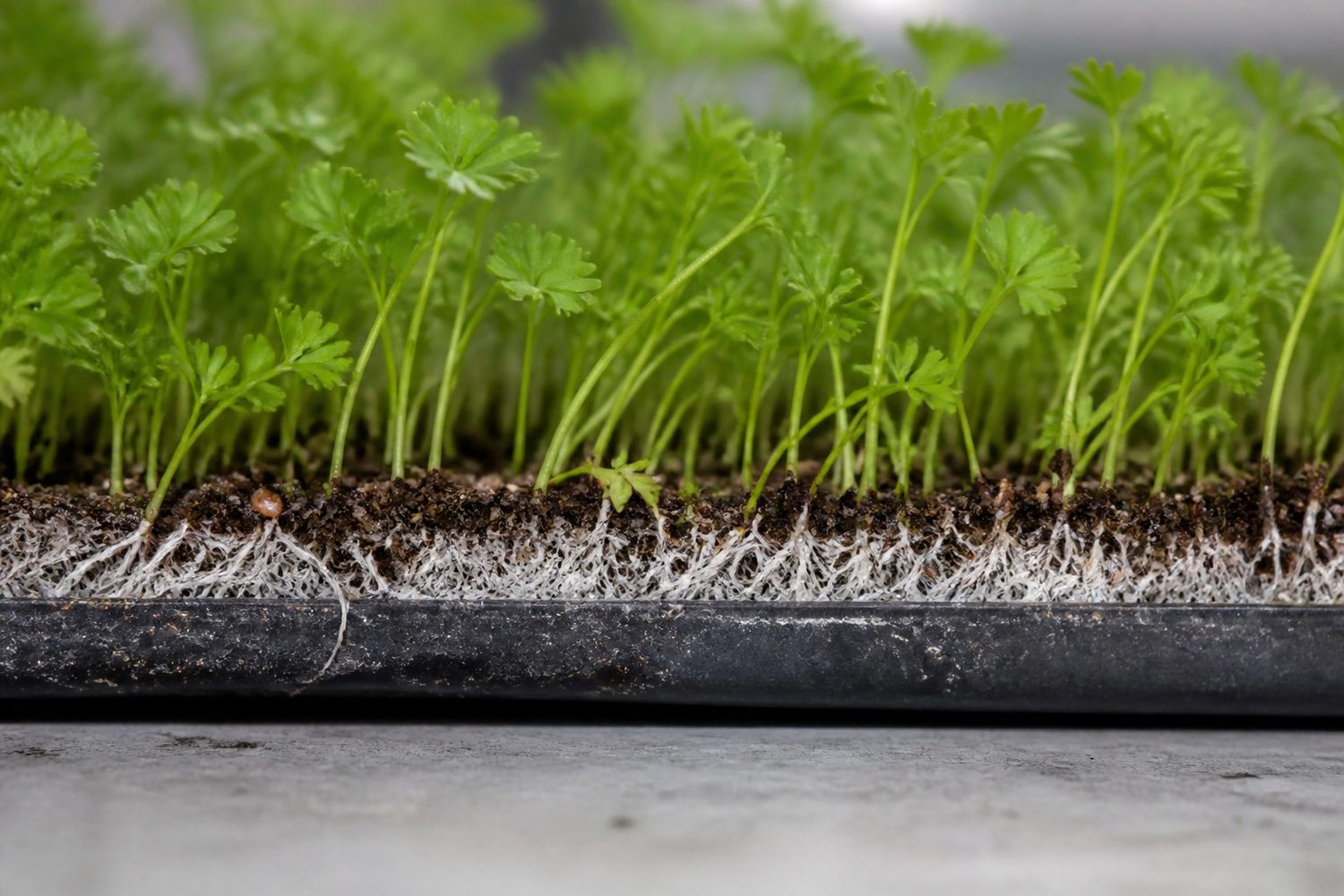 A close macro photograph of celery microgreens at first true leaf, showing intricate finely divided green leaves on slender light green stems, with a fine white root mat visible at the medium line