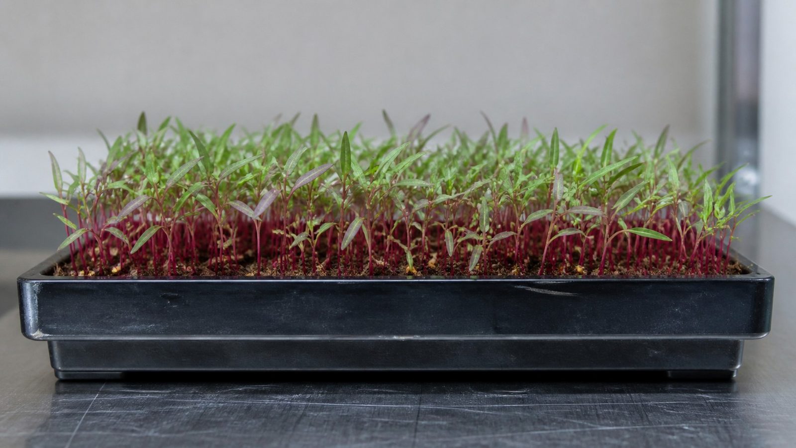 A 1020 tray of celosia microgreens at harvest stage photographed side on at canopy height, showing a delicate loose stand of narrow pointed lance-shaped leaves in pale to mid green on fine stems, the stems pink to magenta and some leaves carrying a pink-purple flush