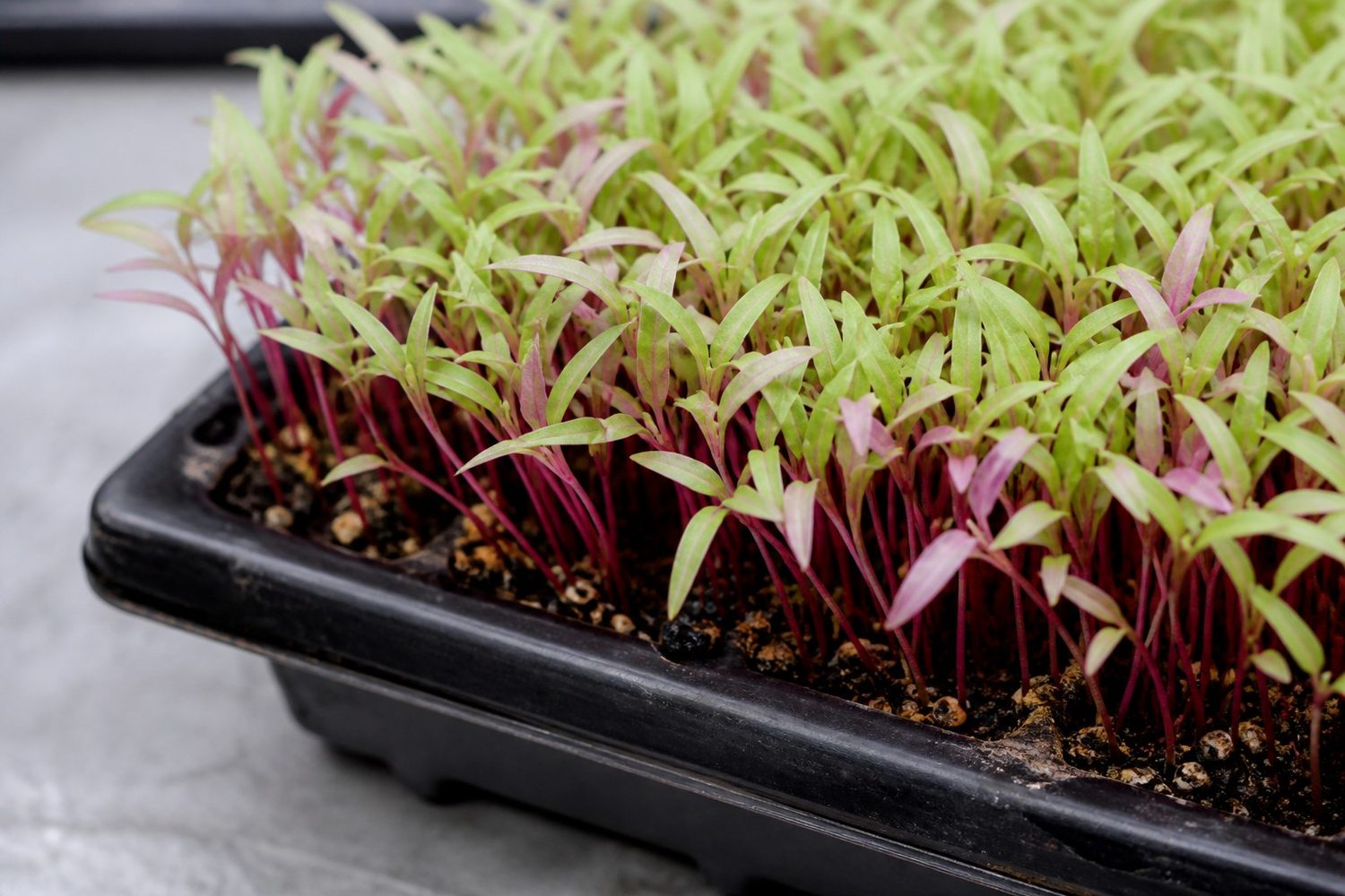 A close macro photograph of celosia microgreen stems at harvest, showing fine pink to magenta stems beneath narrow pointed lance-shaped leaves in pale to mid green, several of them flushed pink-purple