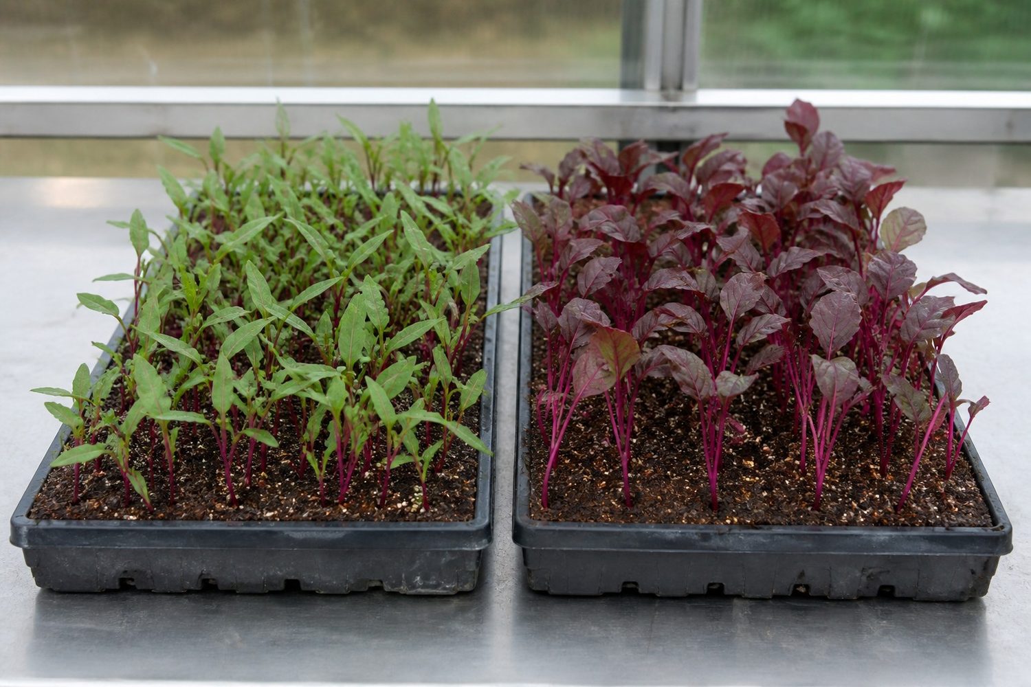 Two 1020 trays side by side at harvest stage, celosia on the left showing narrow pointed lance-shaped pale to mid green leaves on pink to magenta stems, and red amaranth on the right showing deep magenta stems and red-tinged leaves